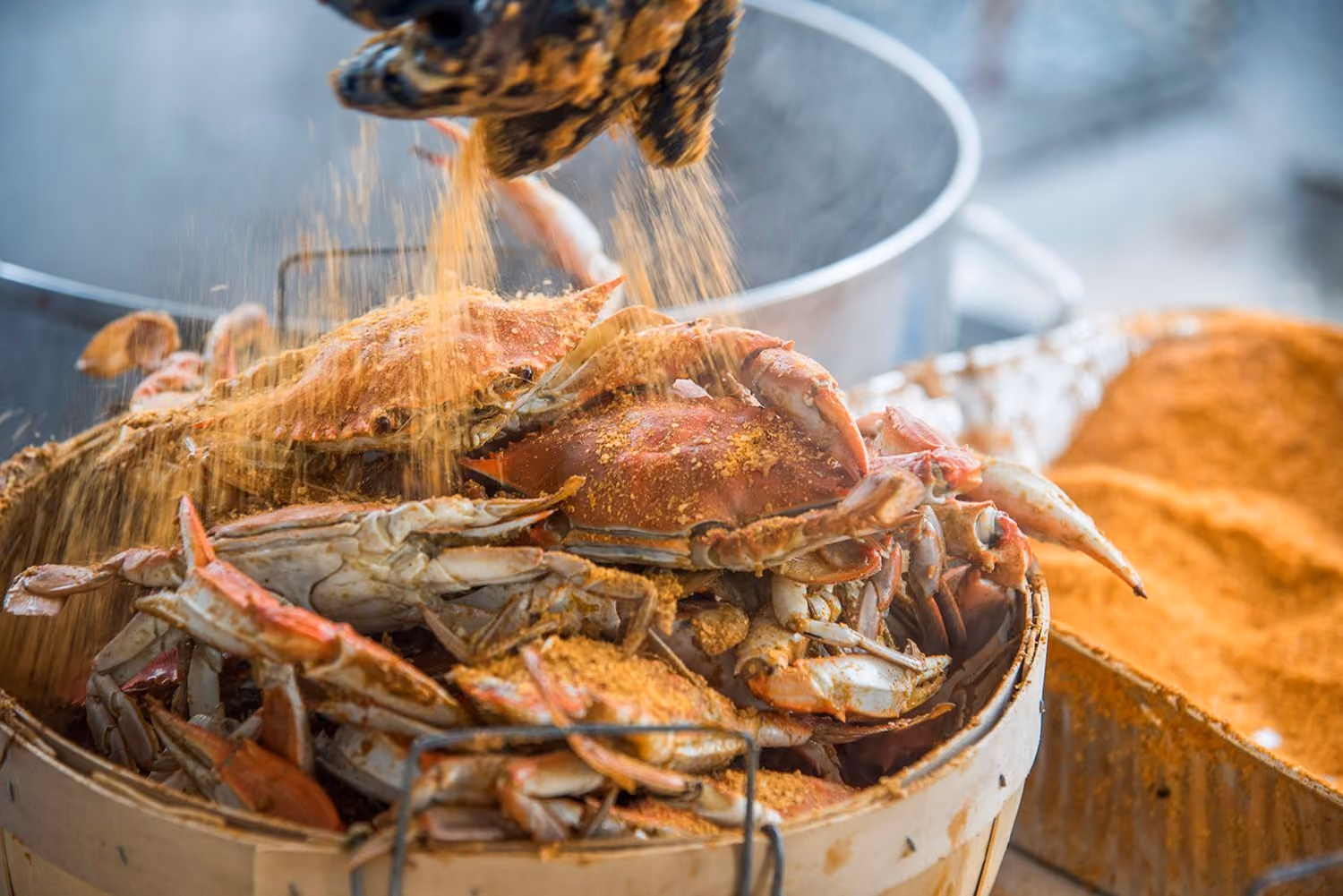 Bushel of freshly steamed Chesapeake Bay blue crabs with seasoning at Tavern Bayside, Chesapeake Bay Beach Club