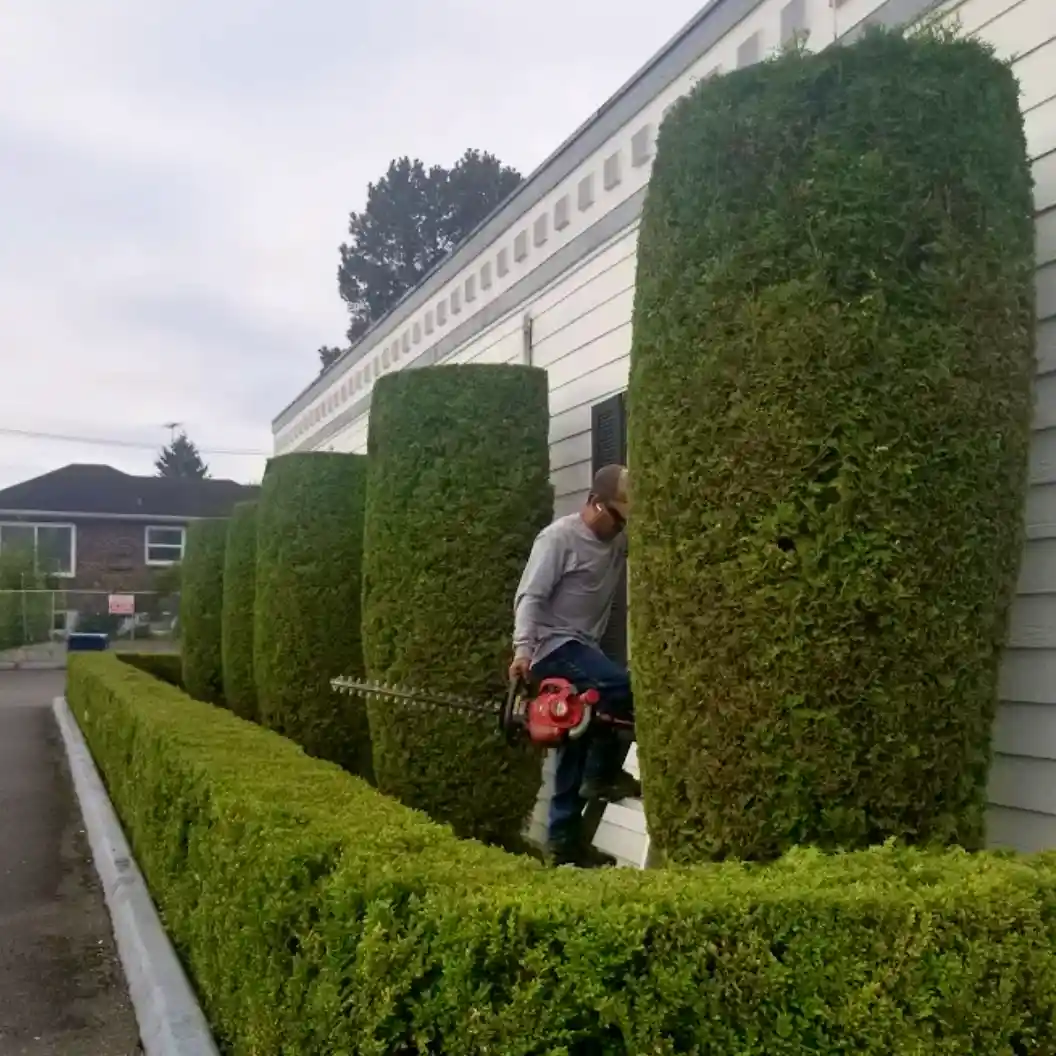 A Marcos Landscaping worker, trimming hedges in tacoma, WA.