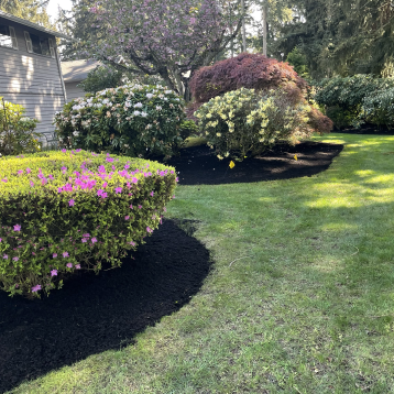 a well maintained lawn at university place, with shrubs well trimmed.