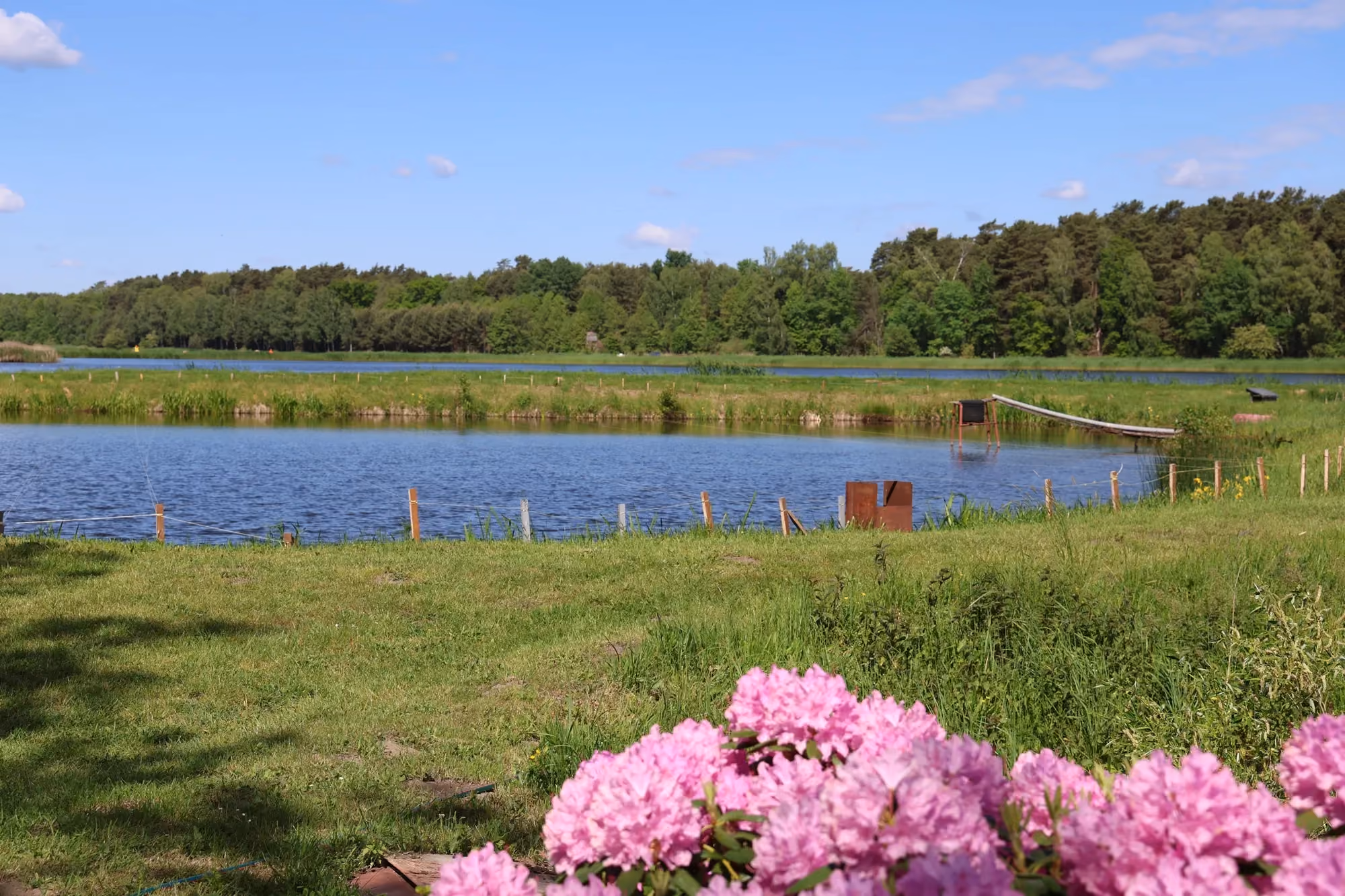 Sielankowy krajobraz ze stawem hodowlanym otoczonym zielenią i lasem, z krzewem różowych rododendronów na pierwszym planie