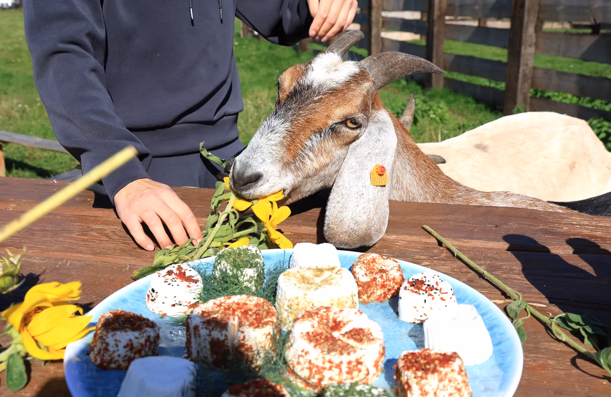 Kobieta podaje rośliny trzem kozom przy drewnianym stole. Na stole znajduje się niebieska taca z różnymi rodzajami serów, dwie butelki mleka z etykietami oraz doniczka z wrzosami