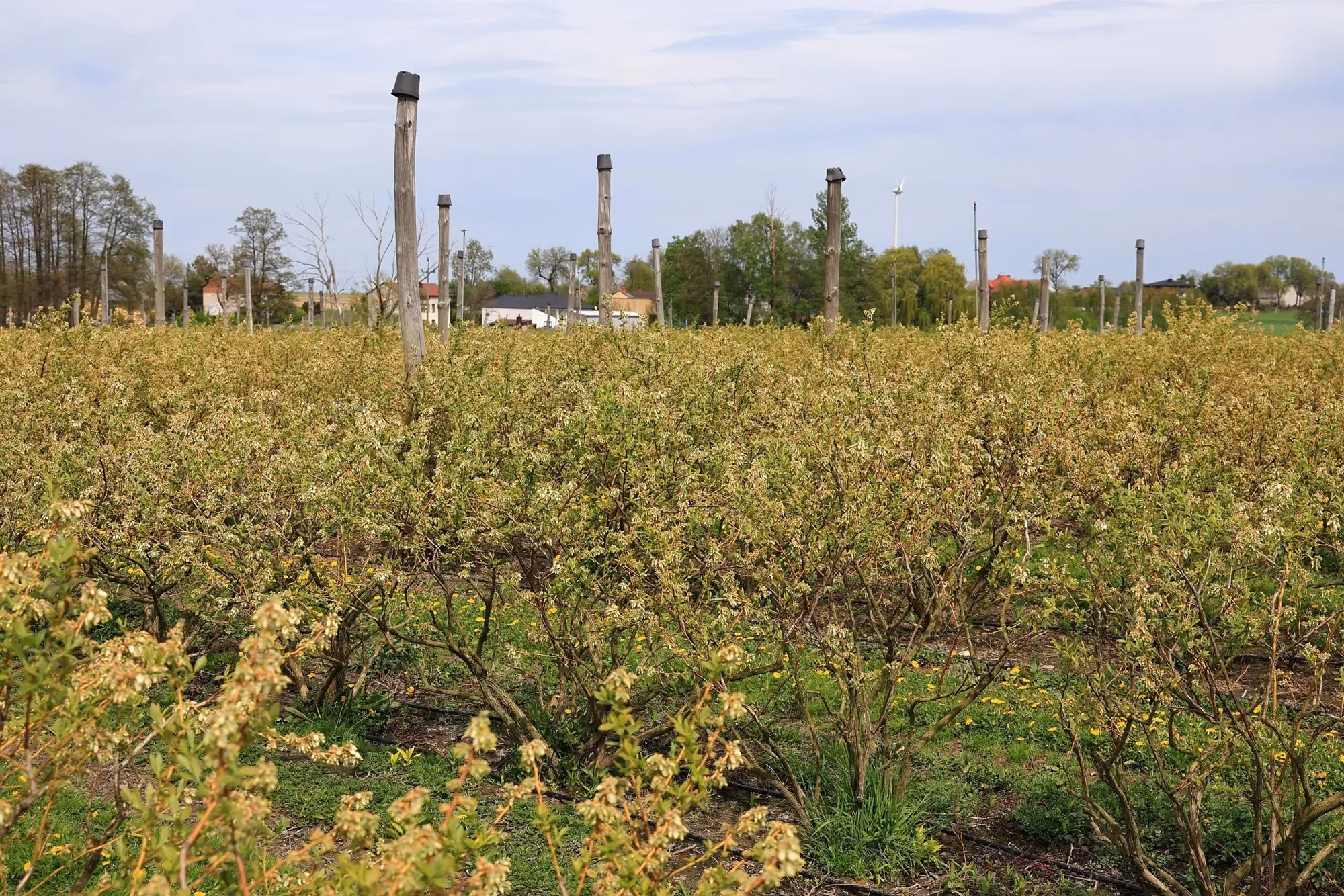 Plantacja krzewów borówek z drewnianymi słupami wspierającymi