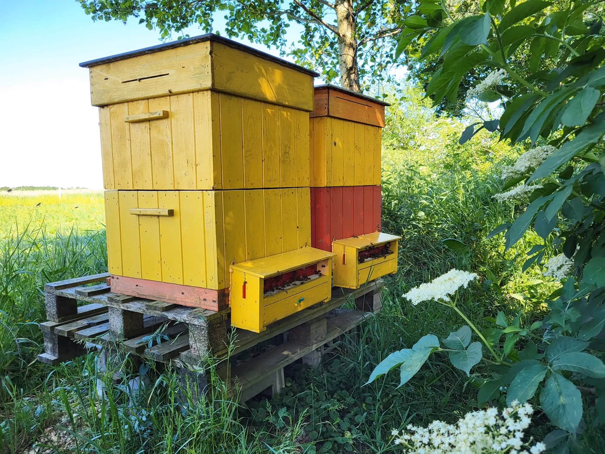 Dwa ule pomalowane na jaskrawożółty kolor, umieszczone na drewnianych paletach przy zaroślach.