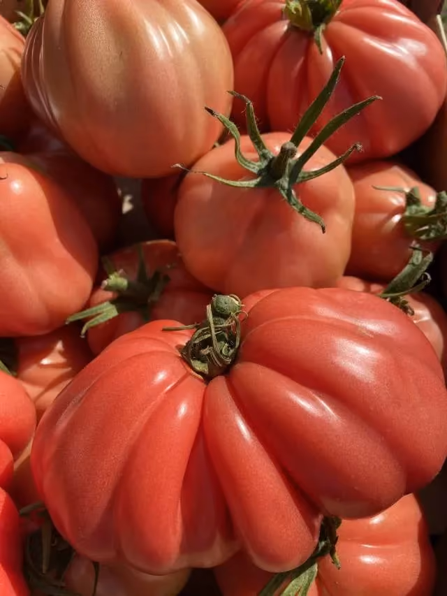 Zbliżenie na duże, żebrowane pomidory malinowe o różowo-czerwonej barwie z suchymi szypułkami, oświetlone mocnym, naturalnym światłem.