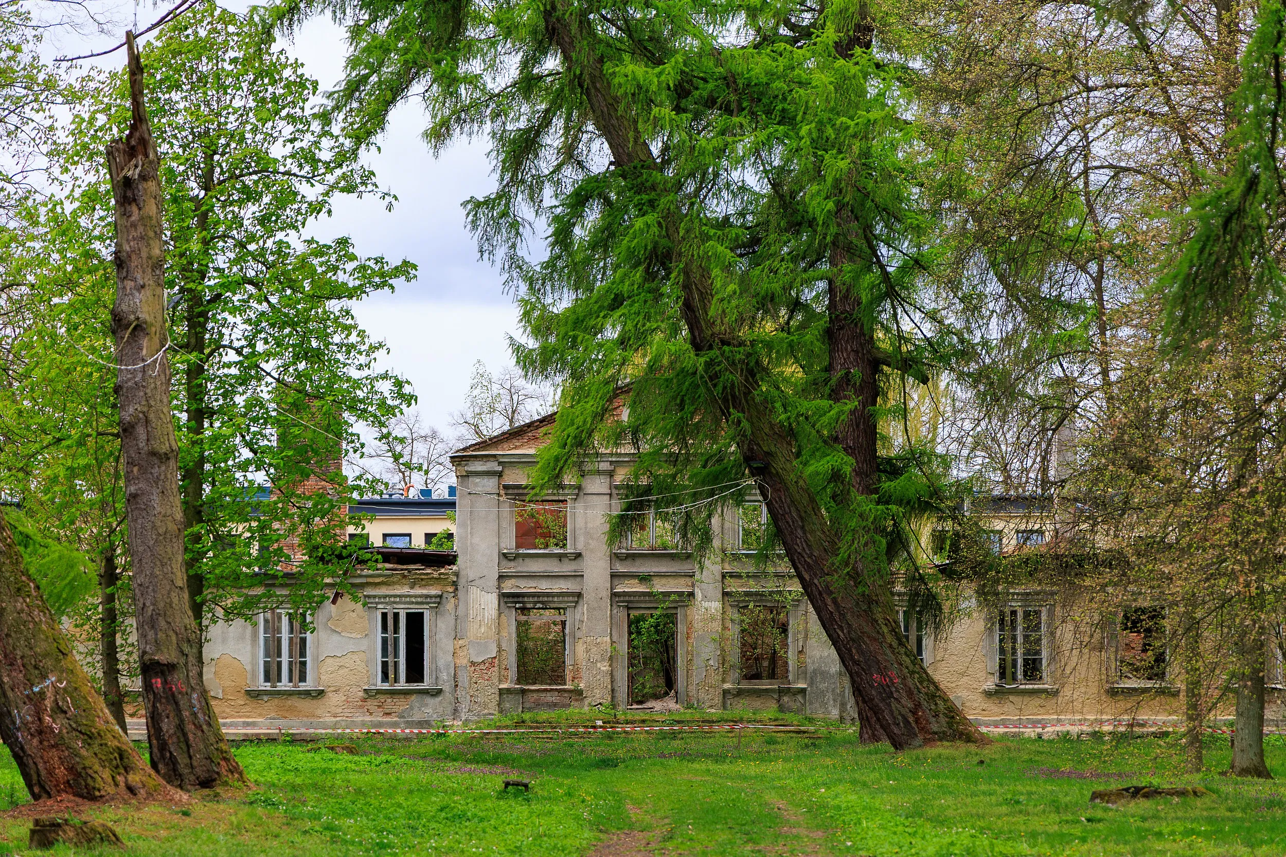 Widok ruin dworu Tymowskich przez park. Zniszczony budynek z pustymi oknami widoczny jest pomiędzy wysokimi drzewami i trawnikami.