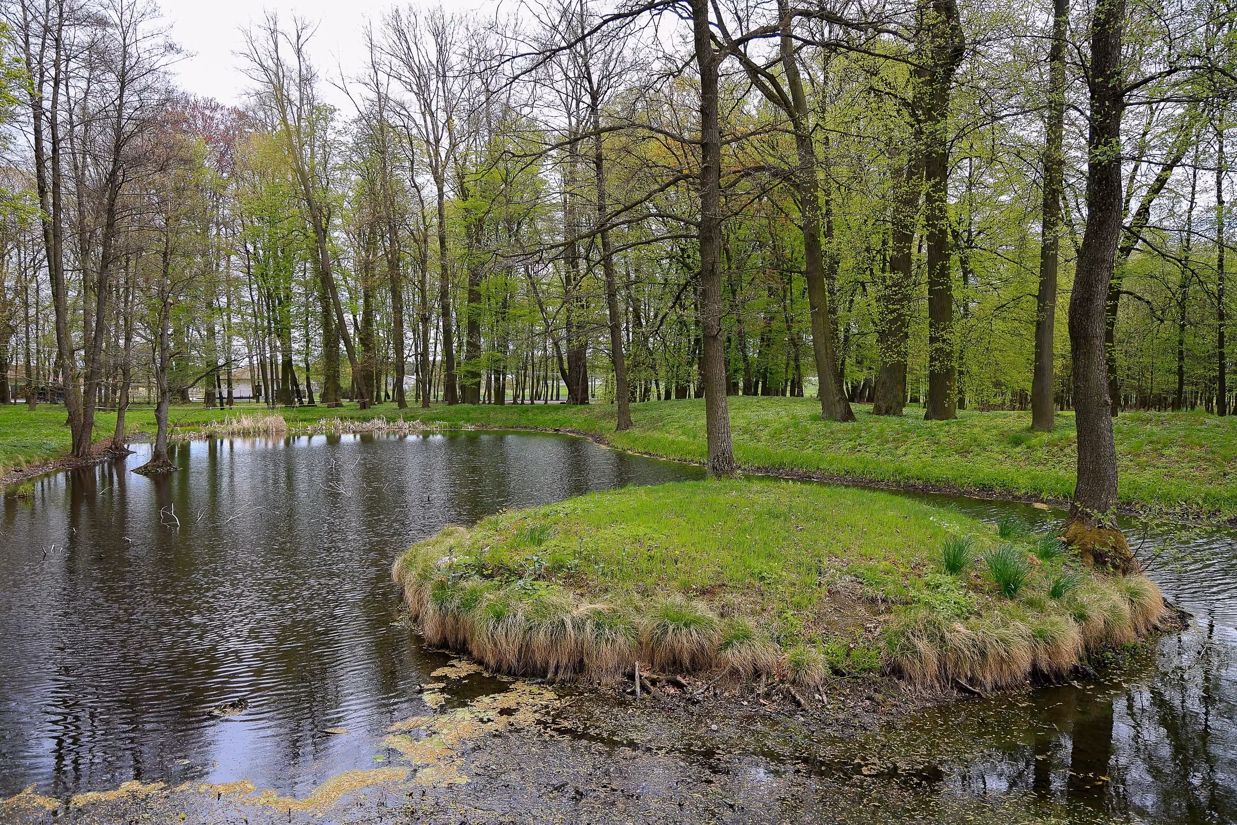 Staw w parku dworskim Tymowskich w Kobielach Wielkich. Wokół niewielkiego zbiornika rosną drzewa liściaste, a na środku znajduje się porośnięta trawą wyspa.