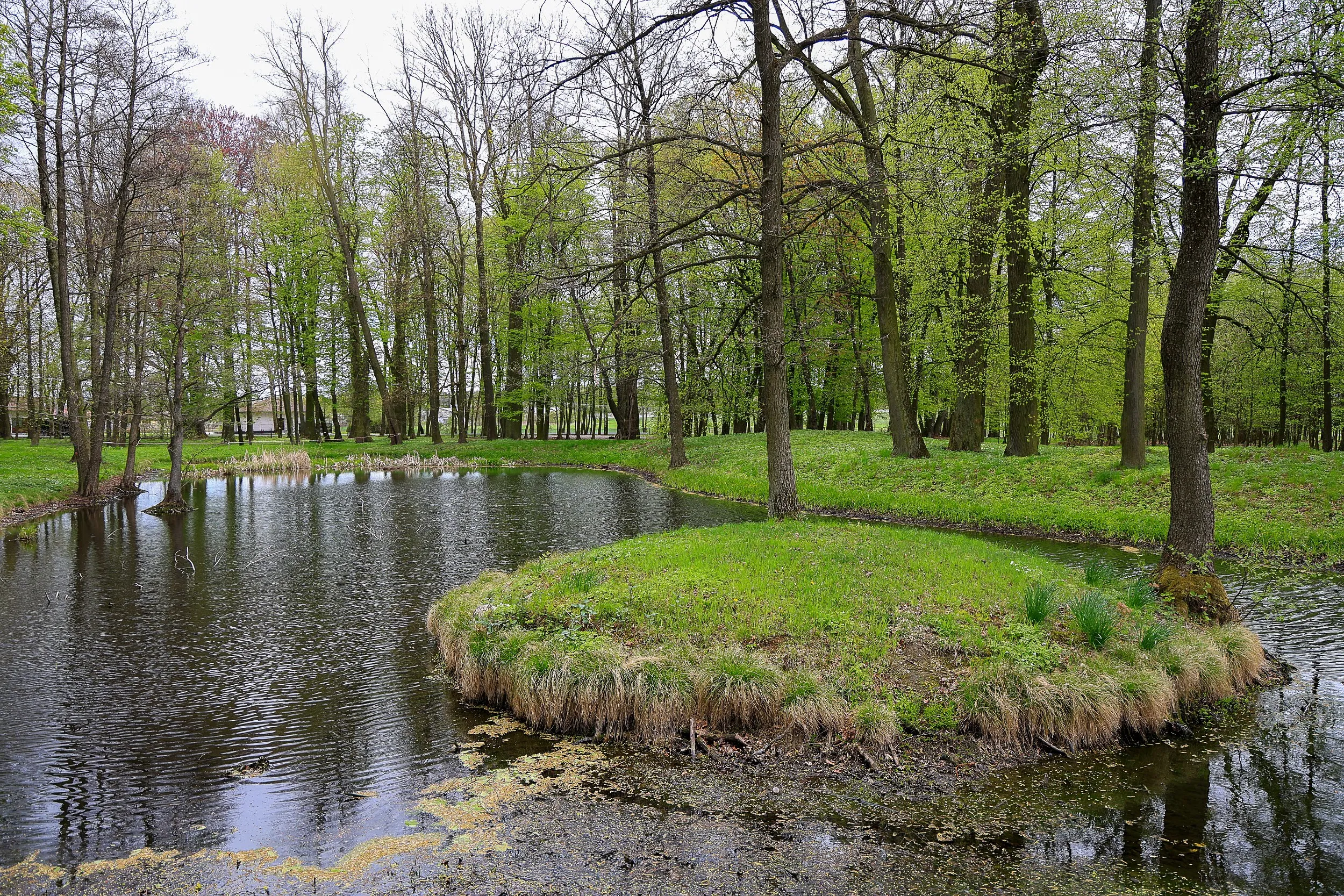 Staw w parku dworskim Tymowskich w Kobielach Wielkich. Wokół niewielkiego zbiornika rosną drzewa liściaste, a na środku znajduje się porośnięta trawą wyspa.