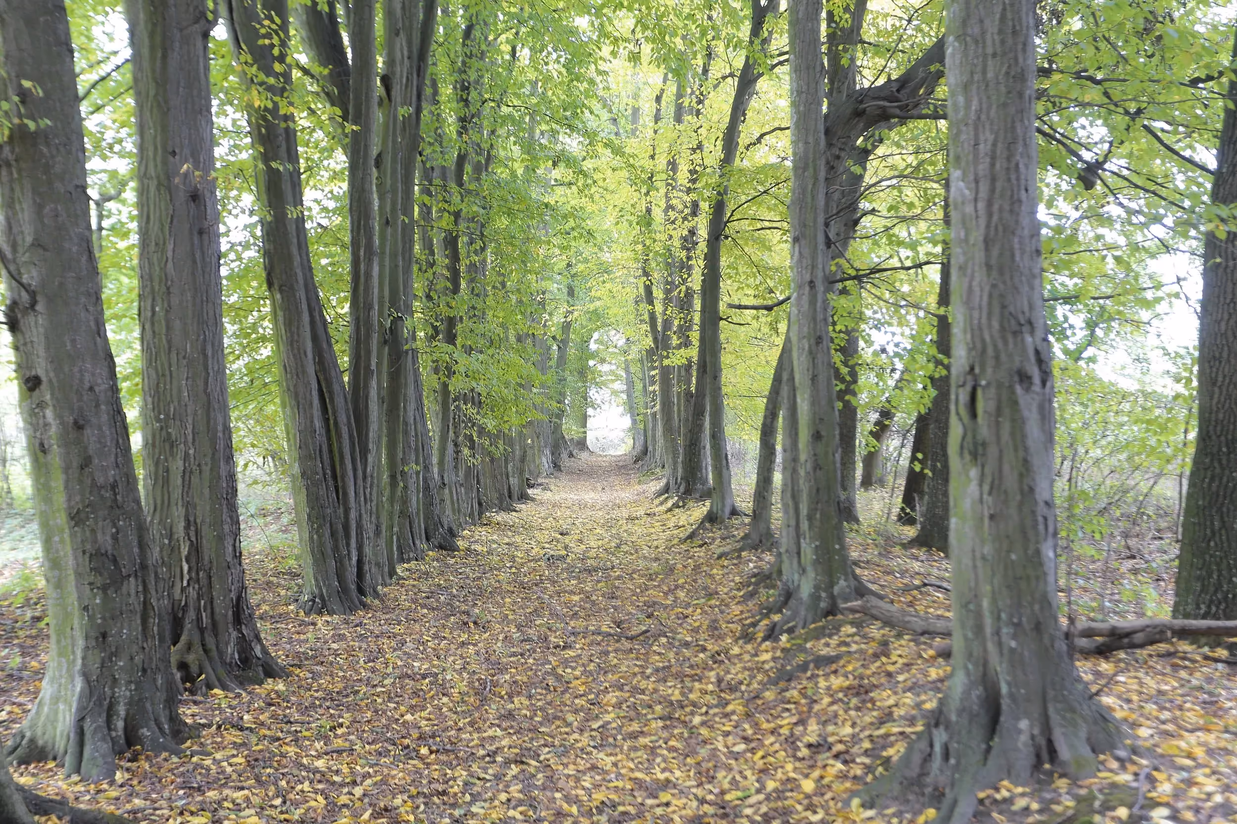 Aleja parkowa w Strzałkowie obsadzona wysokimi drzewami. Ścieżka prowadzi przez zabytkowy park, tworząc naturalny zielony tunel.