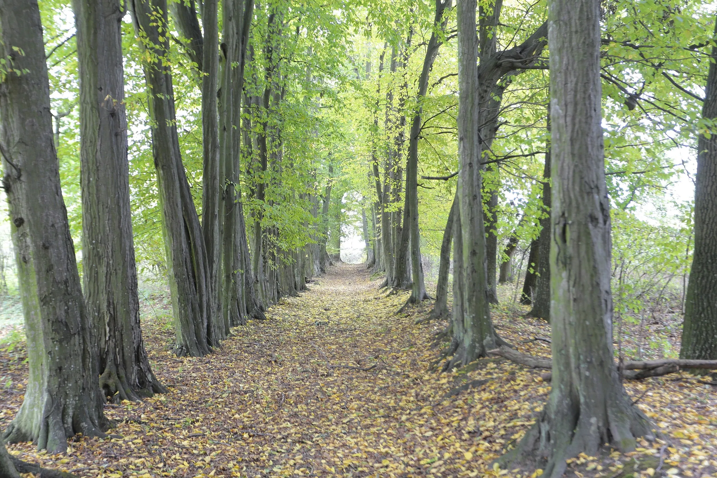 Aleja parkowa w Strzałkowie obsadzona wysokimi drzewami. Ścieżka prowadzi przez zabytkowy park, tworząc naturalny zielony tunel.