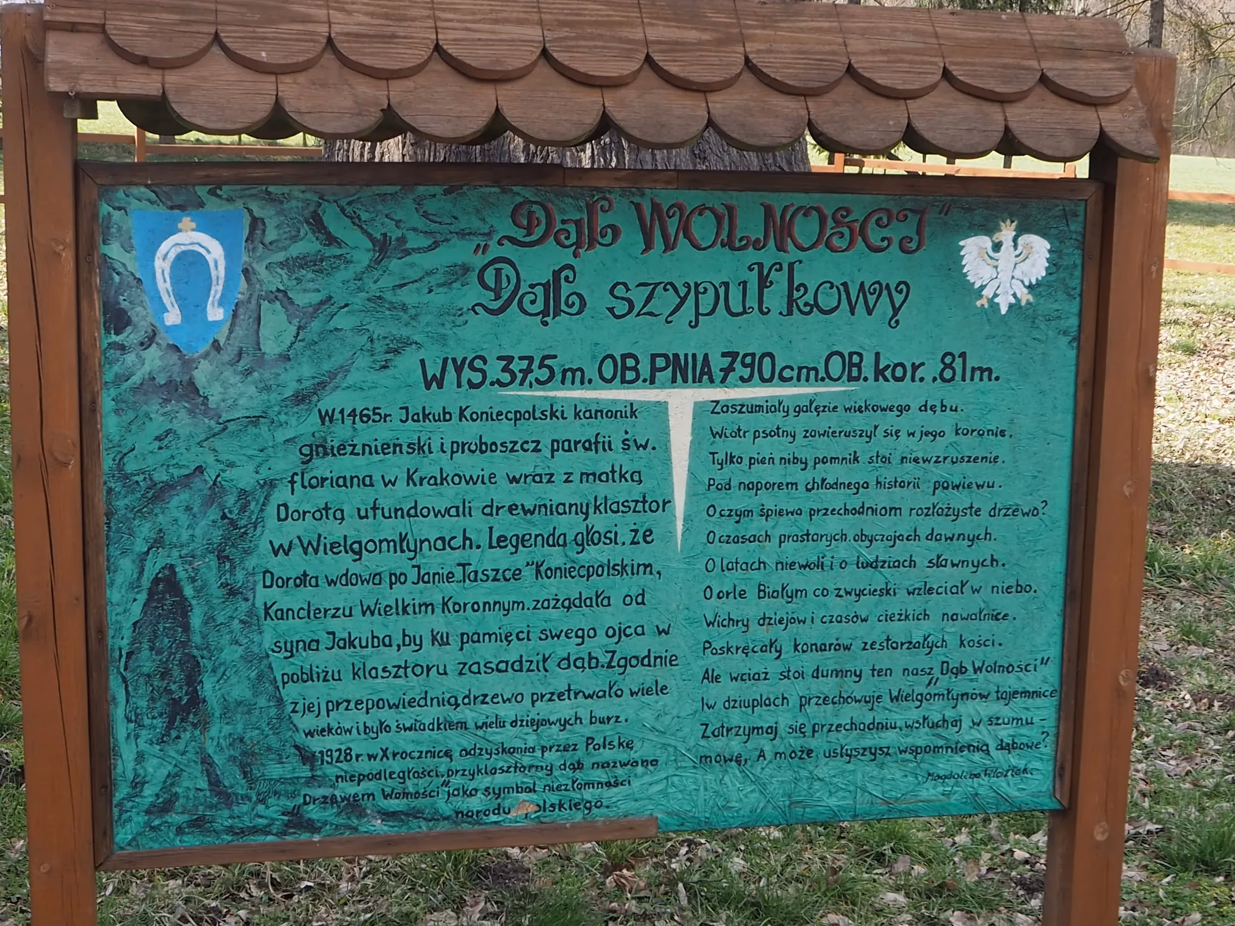 Tablica informacyjna przy „Dębie Wolności” w Wielgomłynach. Zawiera opis historii drzewa oraz jego podstawowe wymiary.