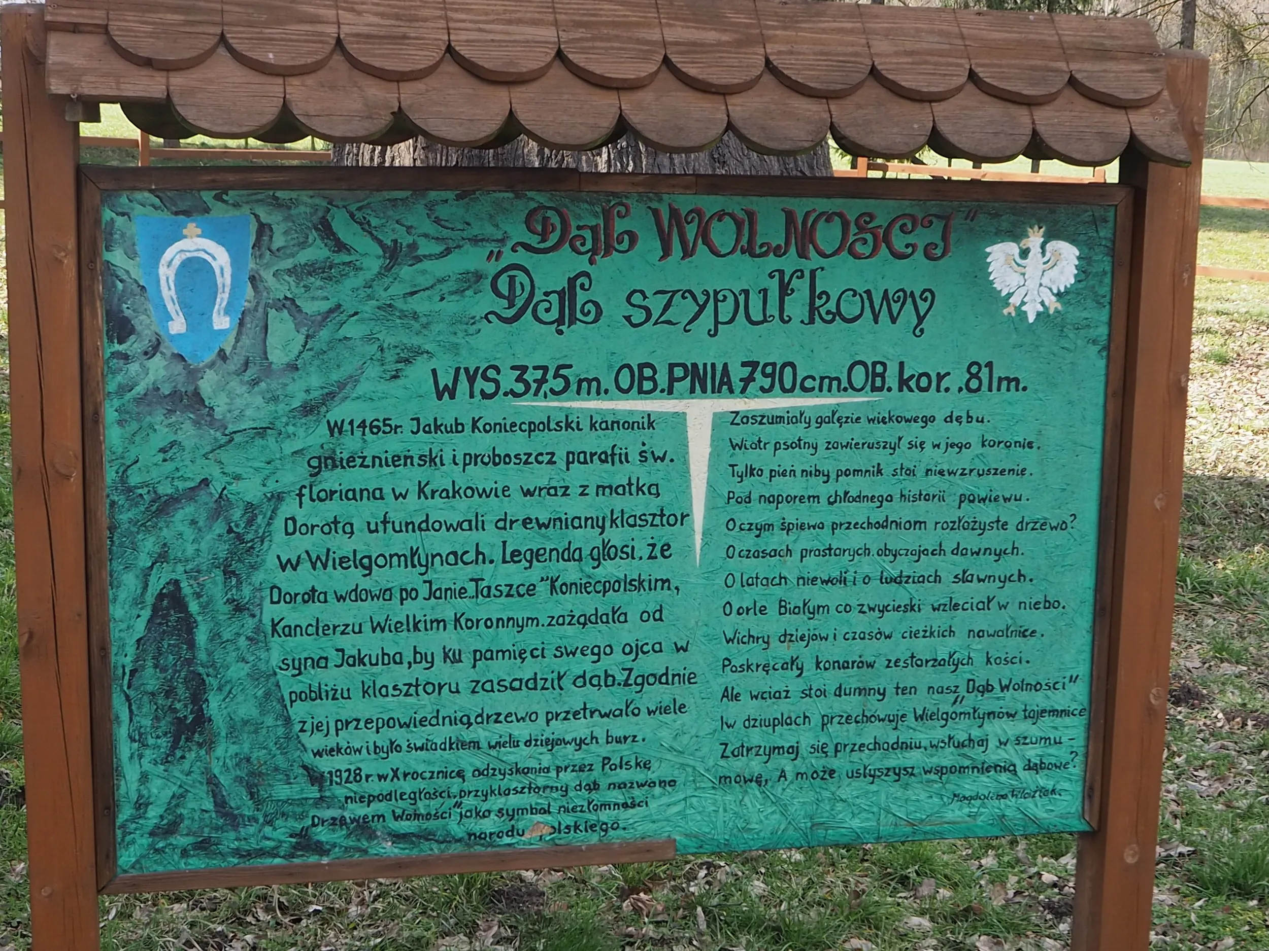 Tablica informacyjna przy „Dębie Wolności” w Wielgomłynach. Zawiera opis historii drzewa oraz jego podstawowe wymiary.