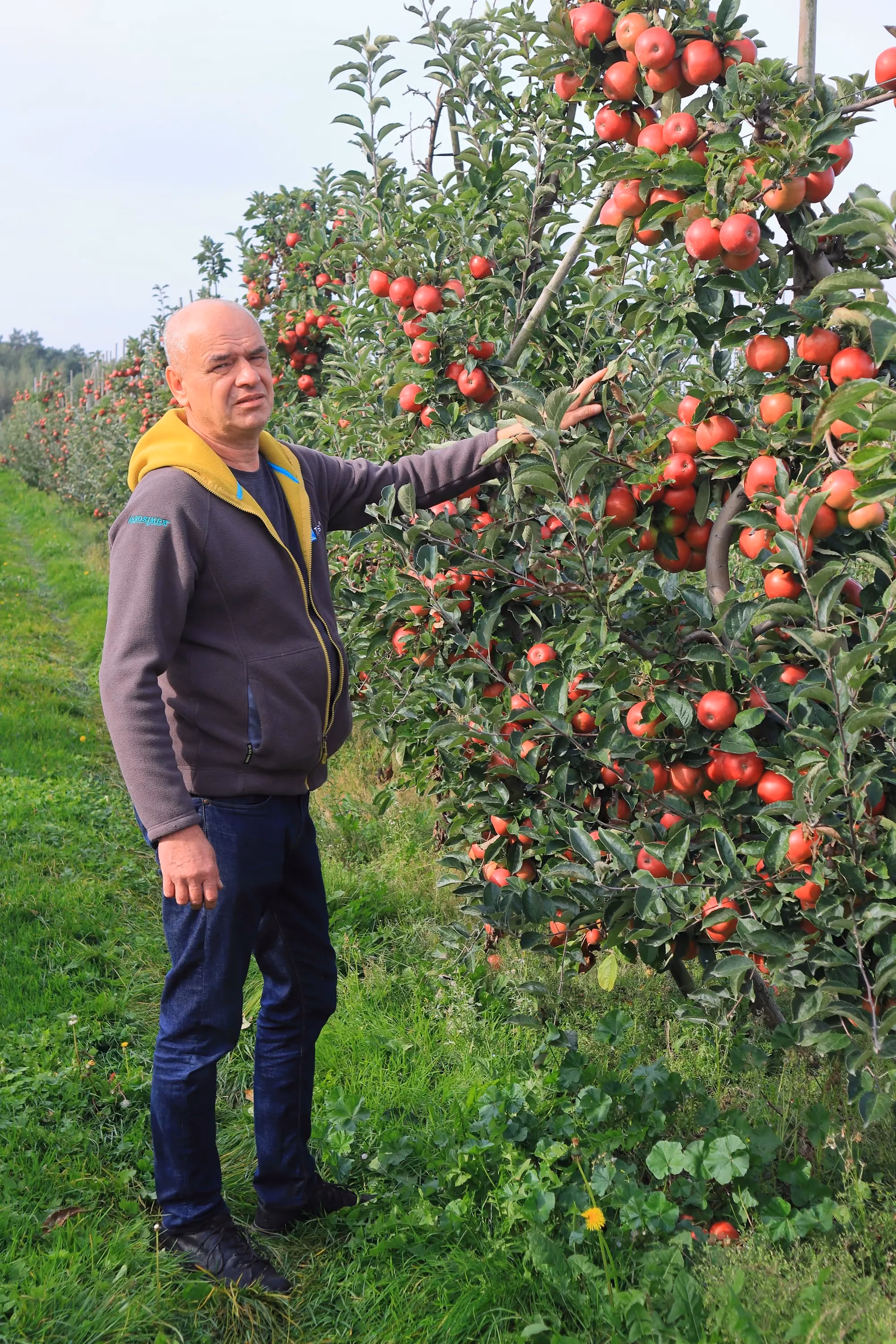 Mężczyzna stojący w sadzie obok jabłoni uginającej się pod ciężarem czerwonych owoców