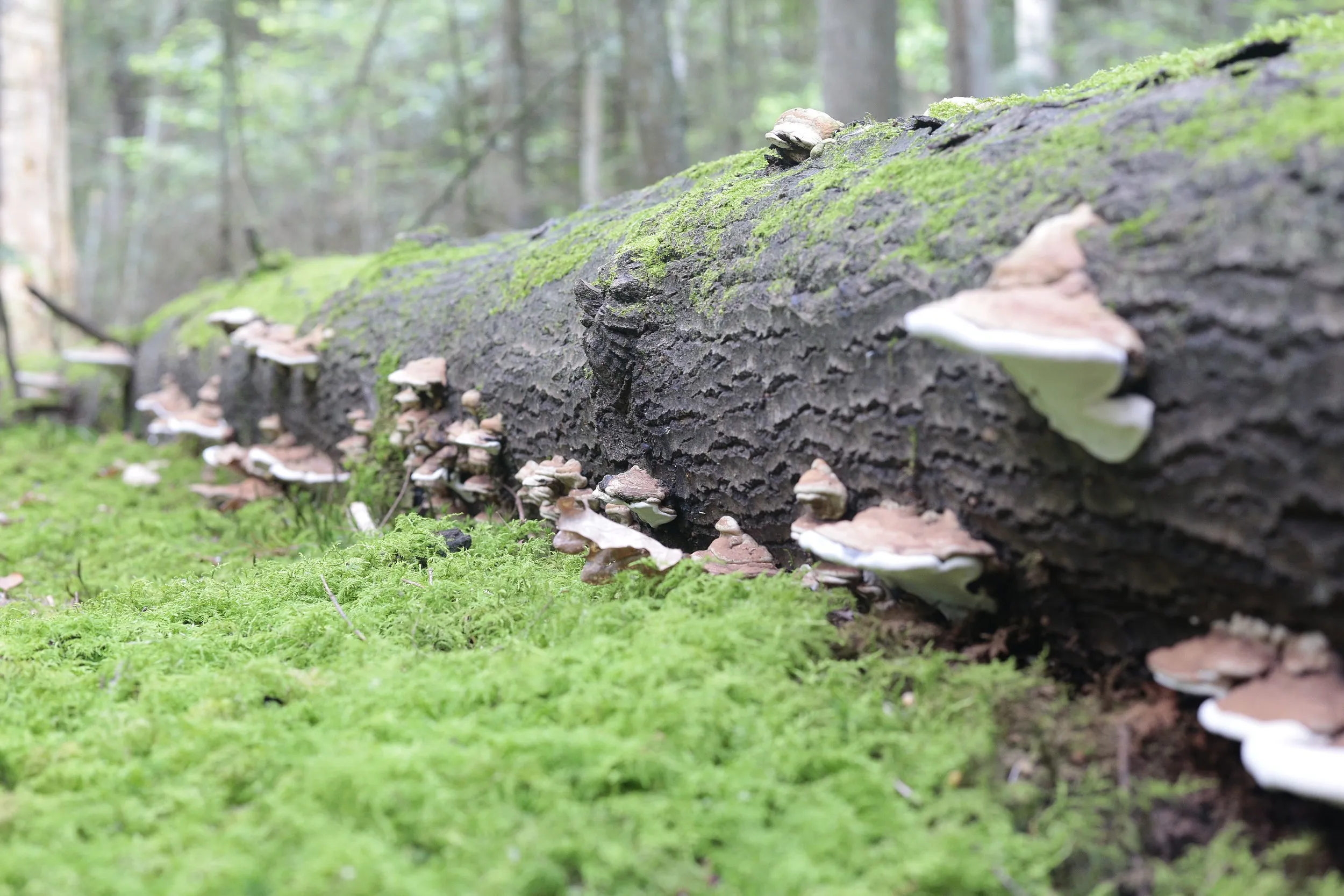 Powalony pień drzewa porośnięty mchem i hubami w lesie rezerwatu „Czarna Rózga”, ukazujący naturalne procesy rozkładu drewna.