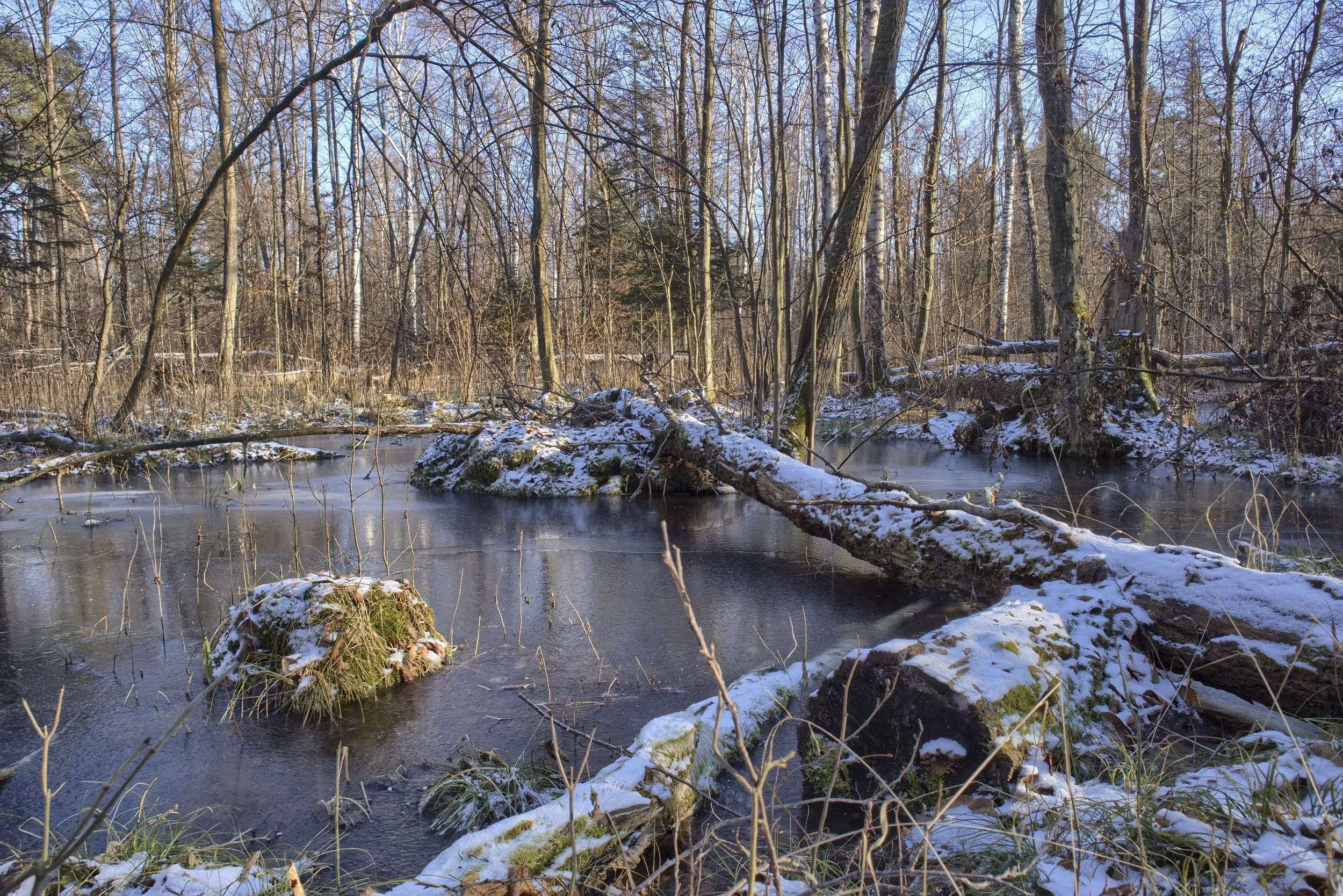Zimowy fragment rezerwatu „Dębowiec” z rozlewiskiem pokrytym lodem oraz powalonymi drzewami oprószonymi śniegiem.