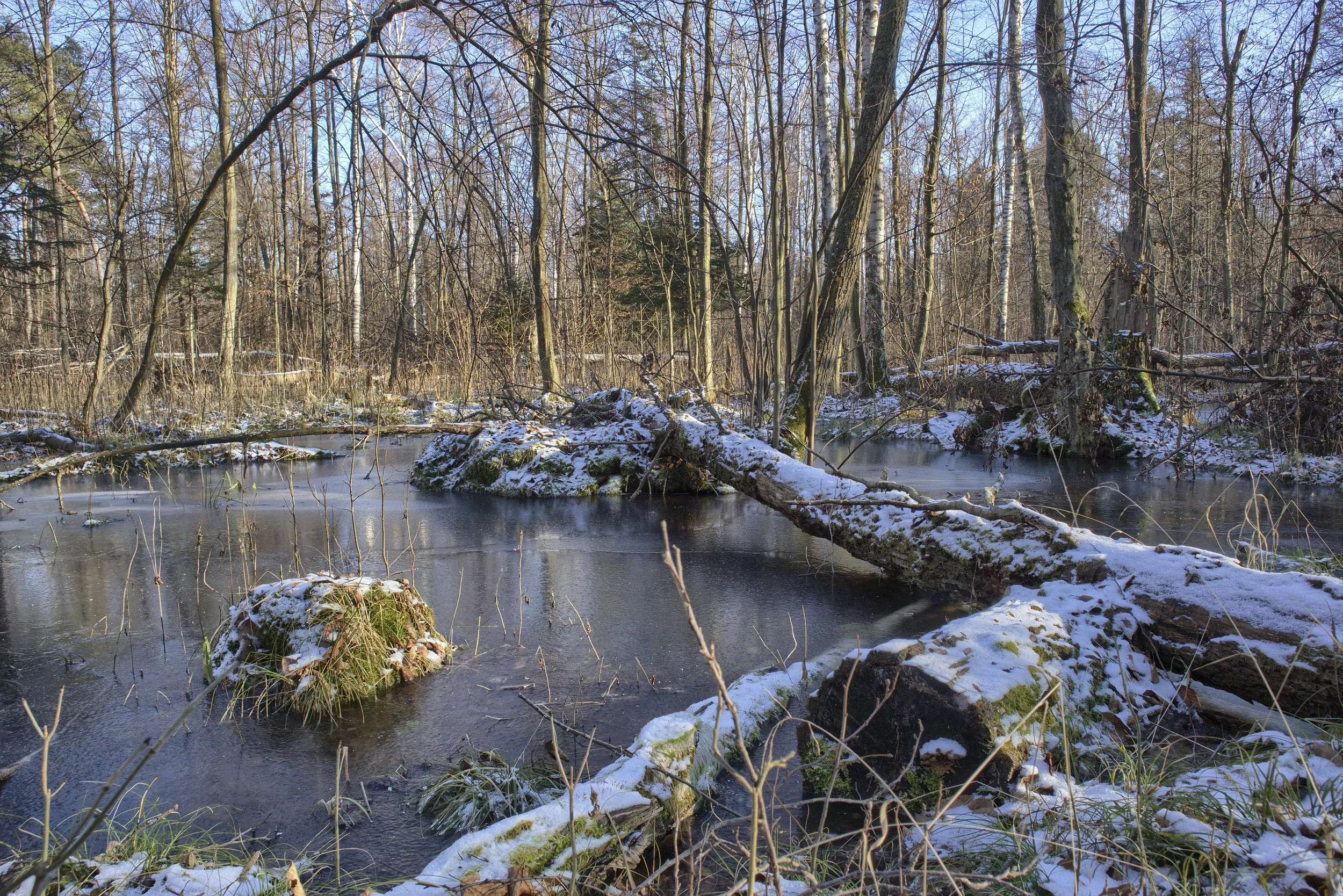 Zimowy fragment rezerwatu „Dębowiec” z rozlewiskiem pokrytym lodem oraz powalonymi drzewami oprószonymi śniegiem.