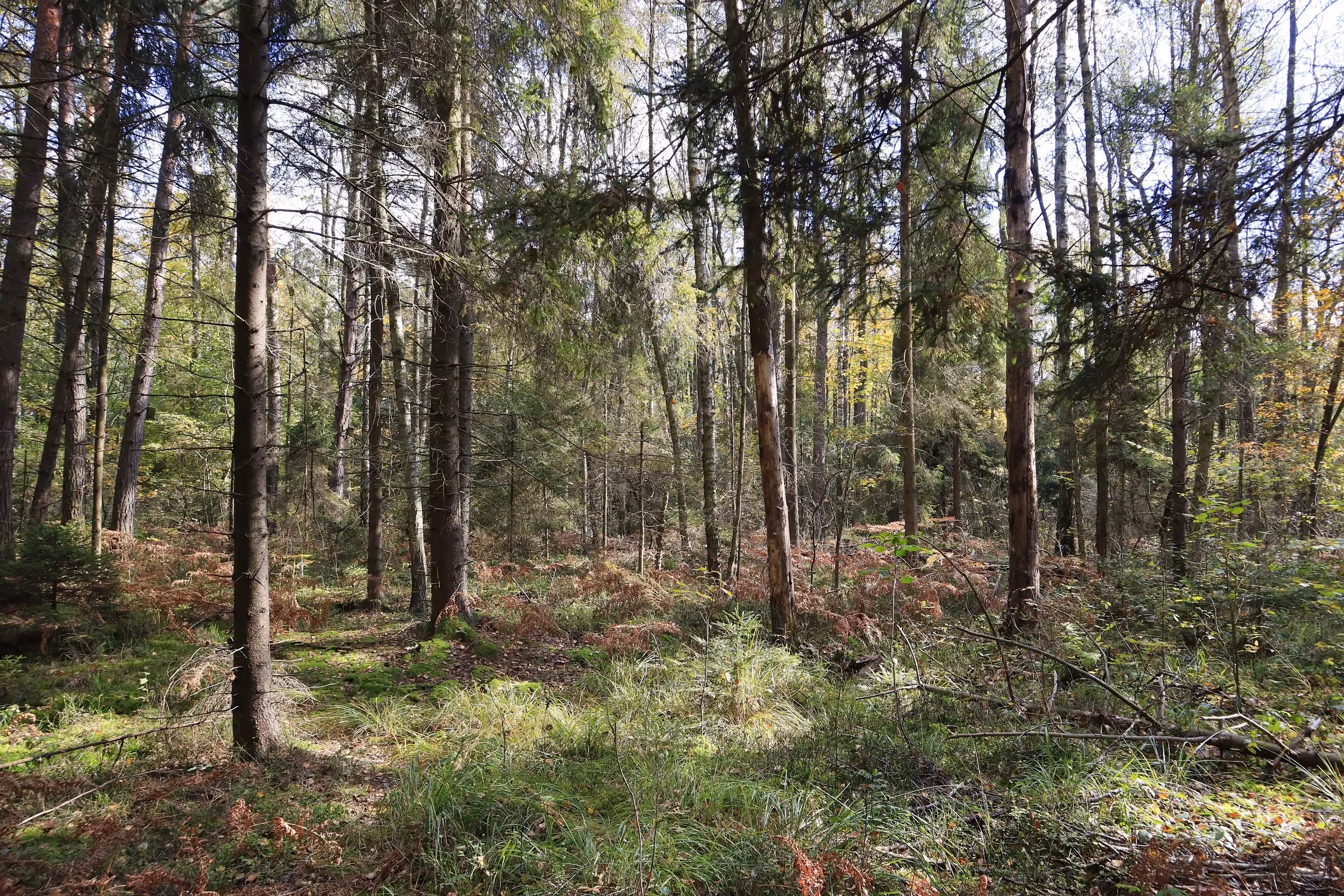 Fragment naturalnego lasu w rezerwacie „Jasień” z wysokimi drzewami, paprociami i roślinnością runa. Między pniami widoczne są prześwity światła.