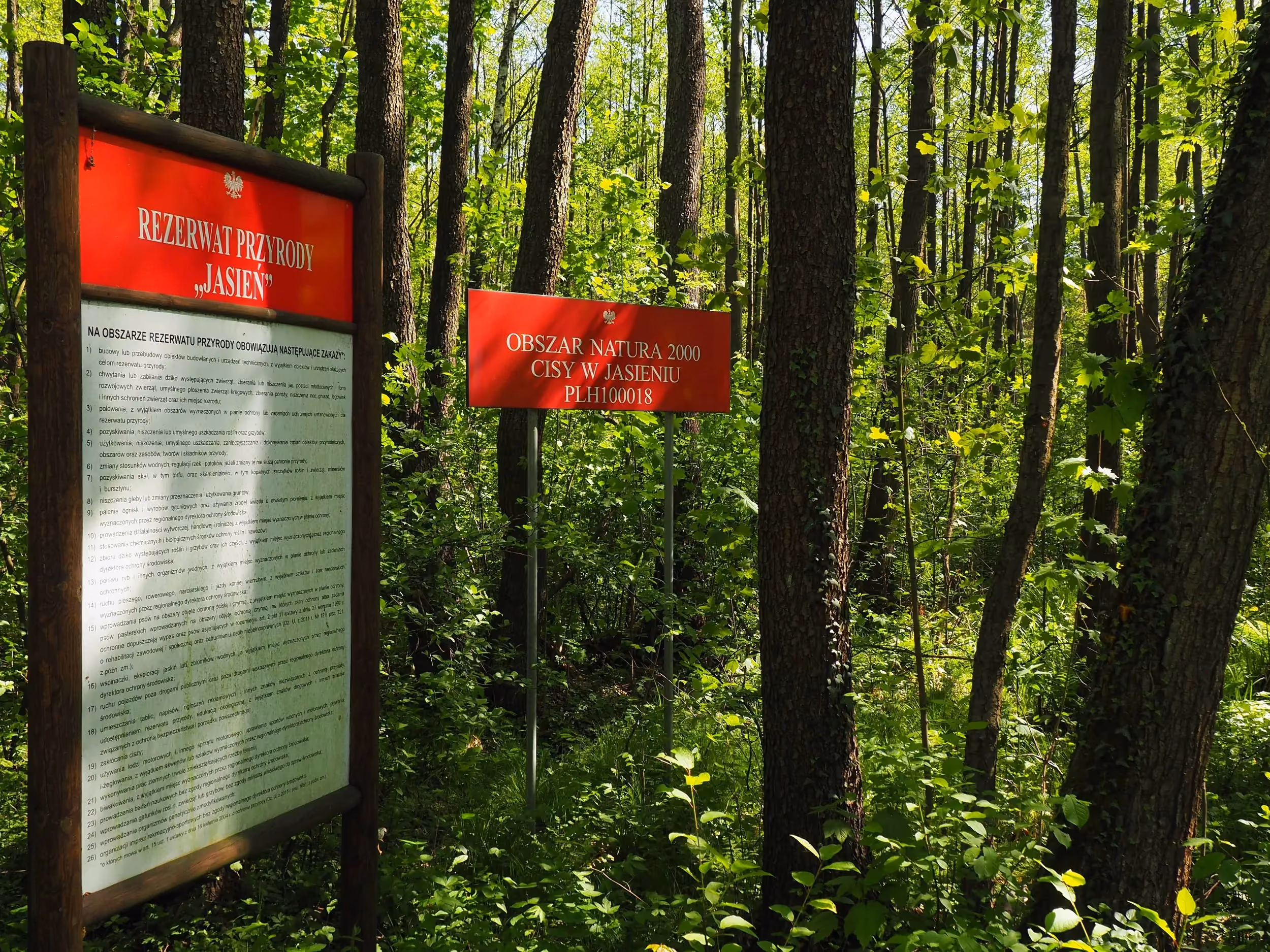 ablice informacyjne rezerwatu przyrody „Jasień” i obszaru Natura 2000 „Cisy w Jasieniu” stoją wśród gęstego, zielonego lasu liściasto-iglastego.