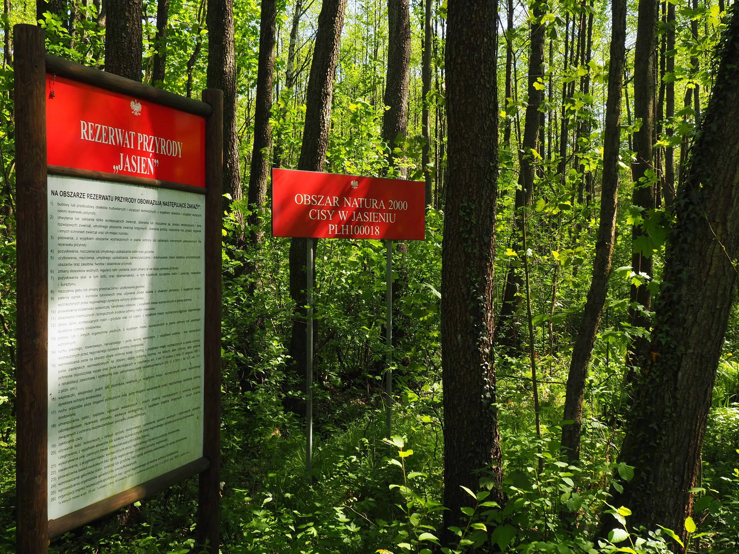 ablice informacyjne rezerwatu przyrody „Jasień” i obszaru Natura 2000 „Cisy w Jasieniu” stoją wśród gęstego, zielonego lasu liściasto-iglastego.