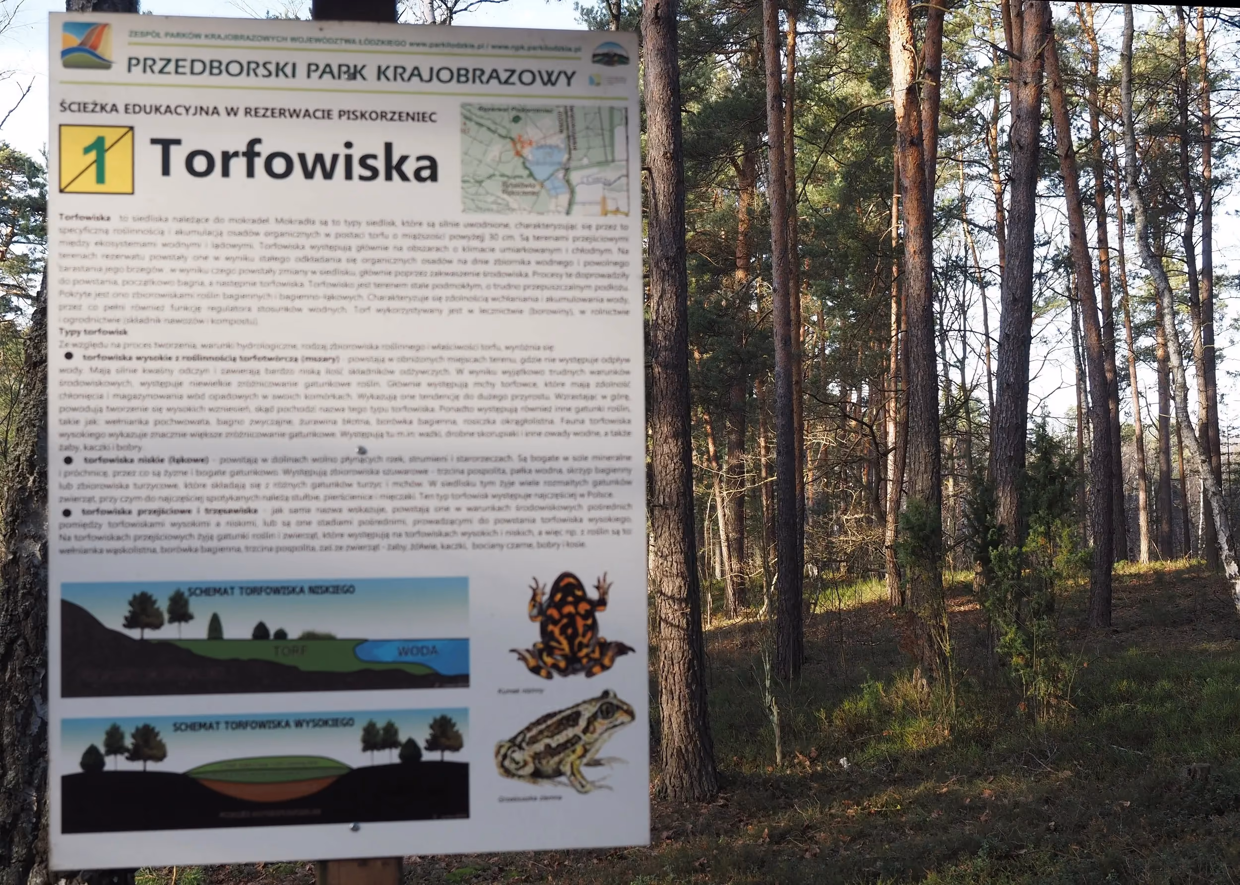 Tablica edukacyjna ścieżki przyrodniczej w rezerwacie „Piskorzeniec” przedstawia informacje o torfowiskach. W tle widoczny jest sosnowy las.