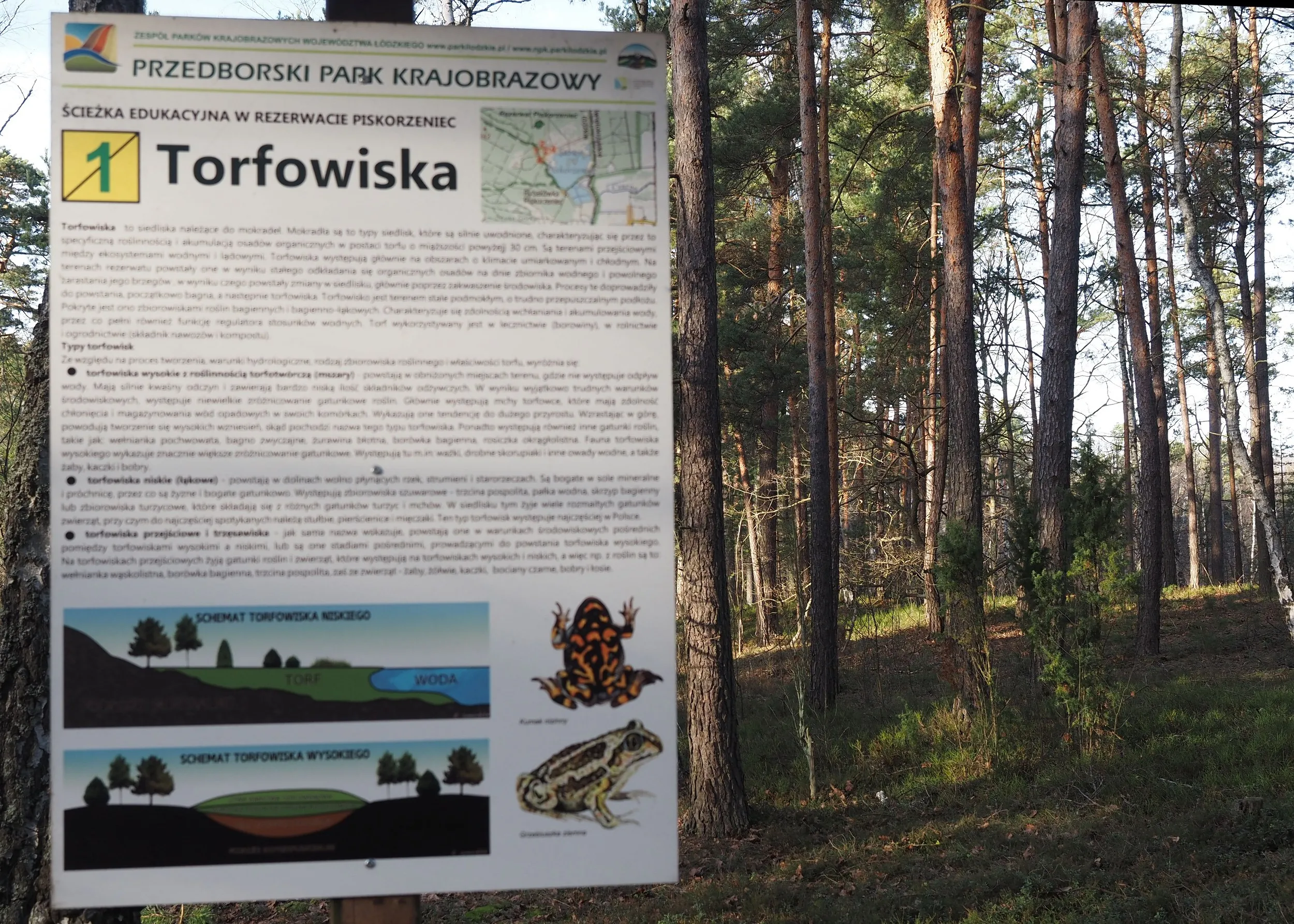 Tablica edukacyjna ścieżki przyrodniczej w rezerwacie „Piskorzeniec” przedstawia informacje o torfowiskach. W tle widoczny jest sosnowy las.