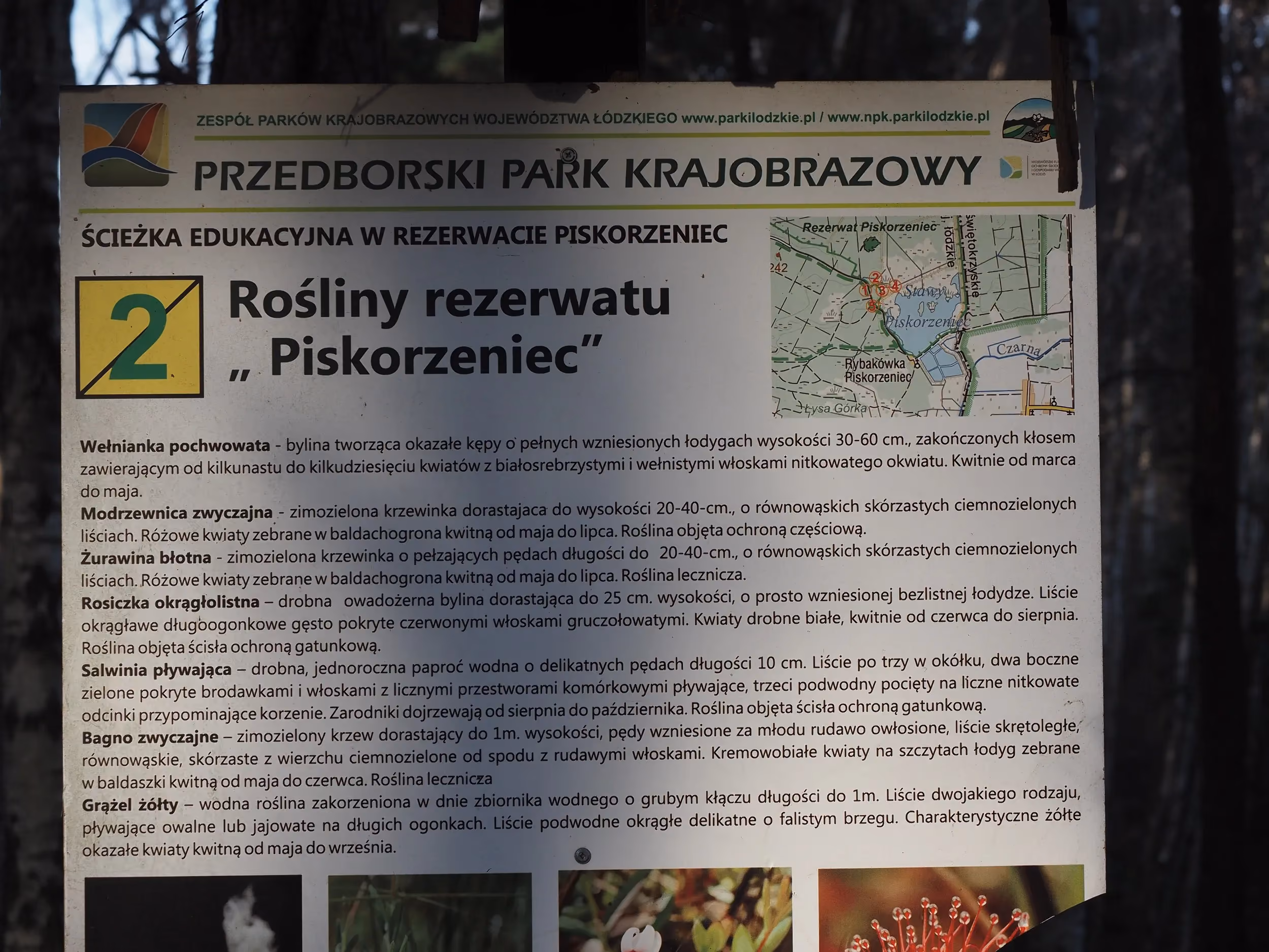 Tablica edukacyjna ścieżki przyrodniczej w rezerwacie „Piskorzeniec” przedstawia informacje o torfowiskach. W tle widoczny jest sosnowy las.