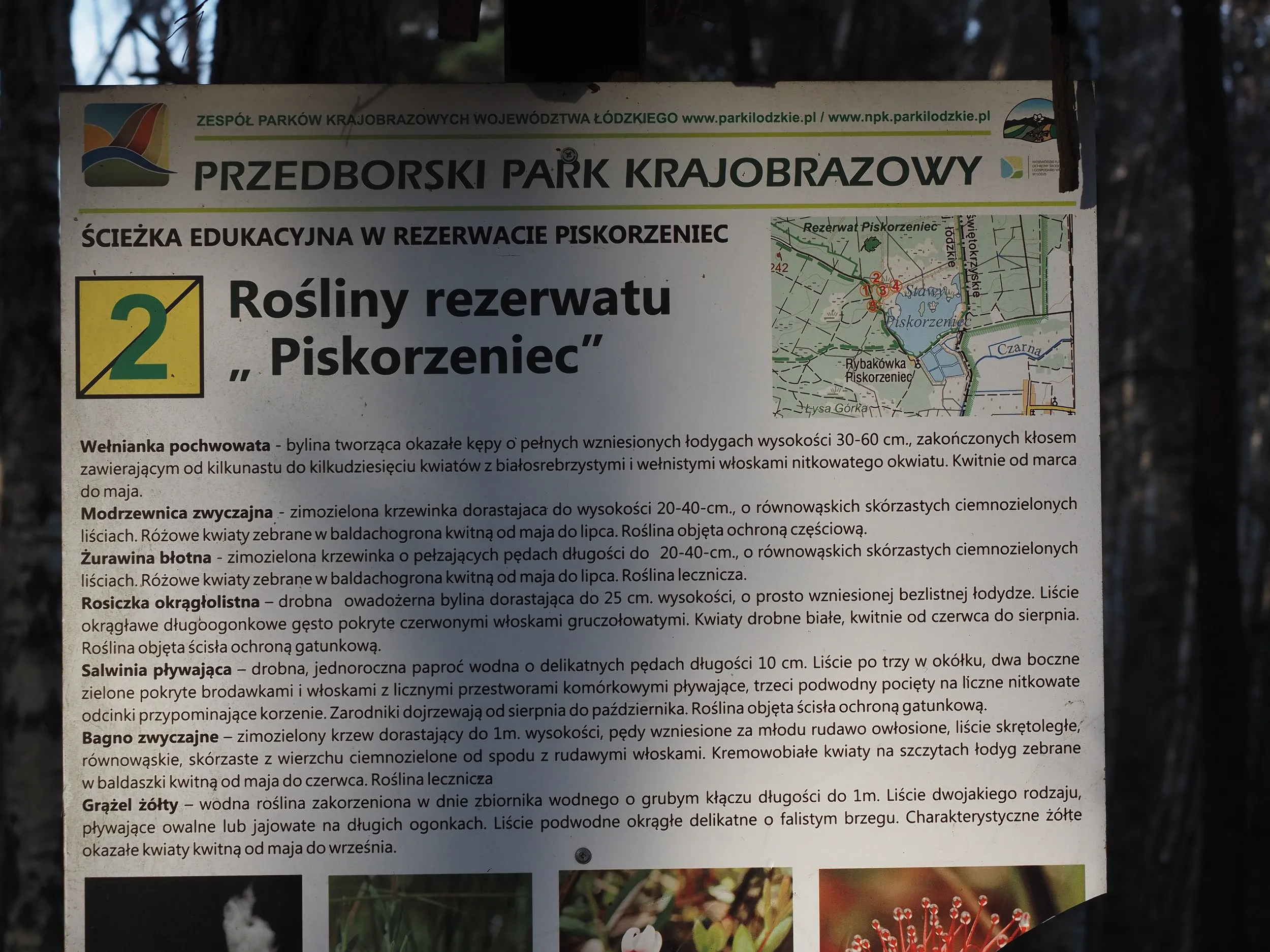 Tablica edukacyjna ścieżki przyrodniczej w rezerwacie „Piskorzeniec” przedstawia informacje o torfowiskach. W tle widoczny jest sosnowy las.
