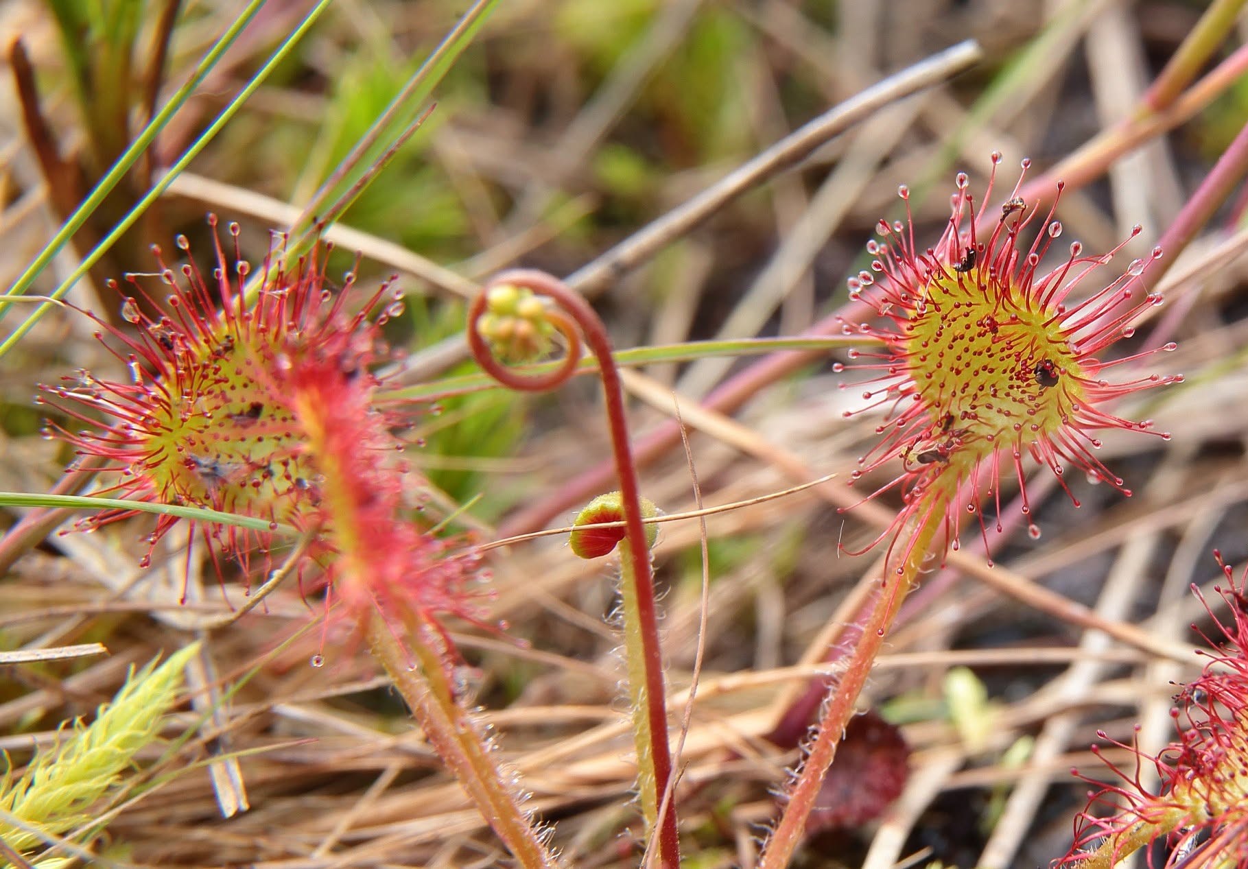 Rezerwat Torfowisko Sowin