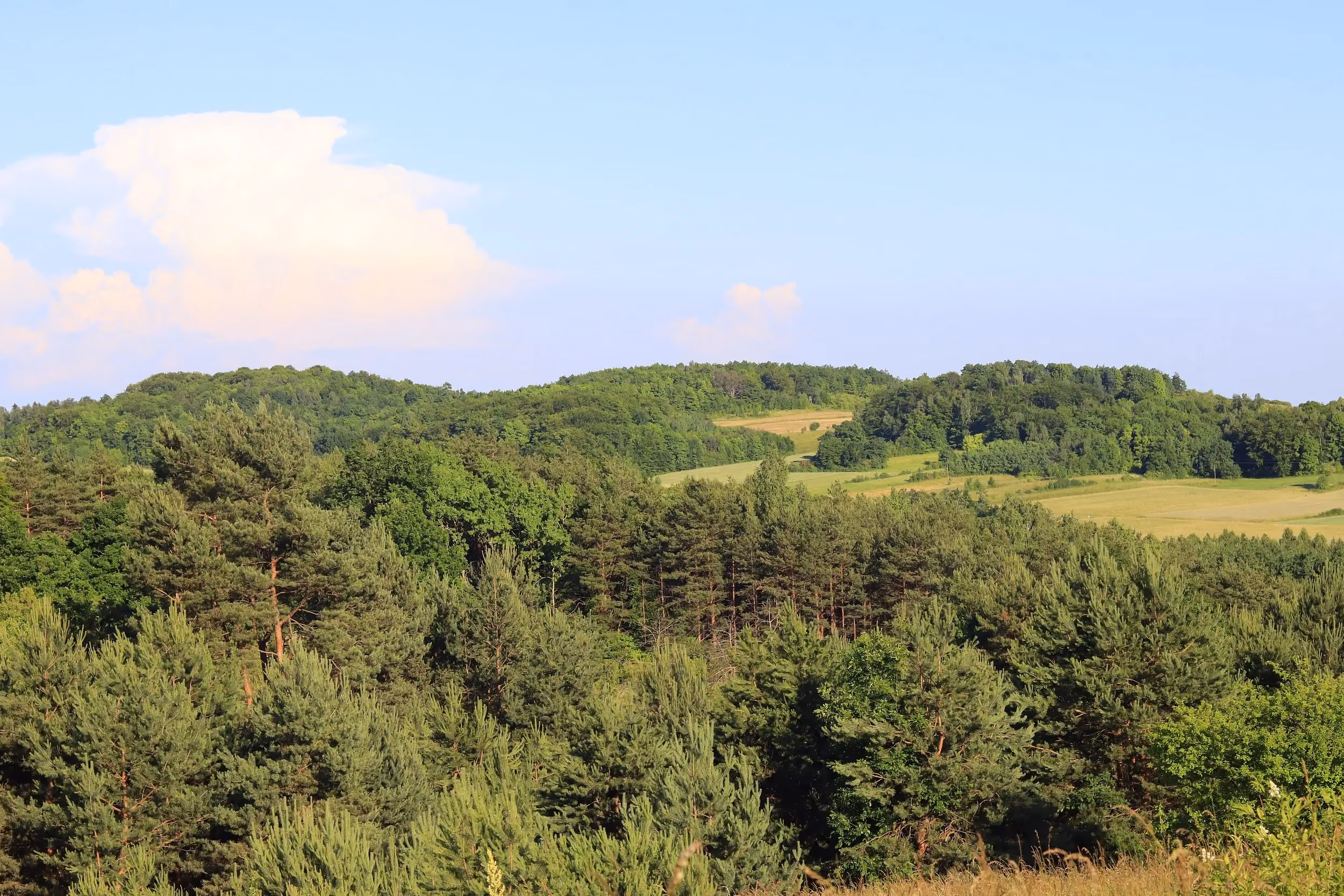 Panorama Przedborskiego Parku Krajobrazowego. Zalesione wzgórza i mozaika pól uprawnych rozciągają się pod jasnym letnim niebem.