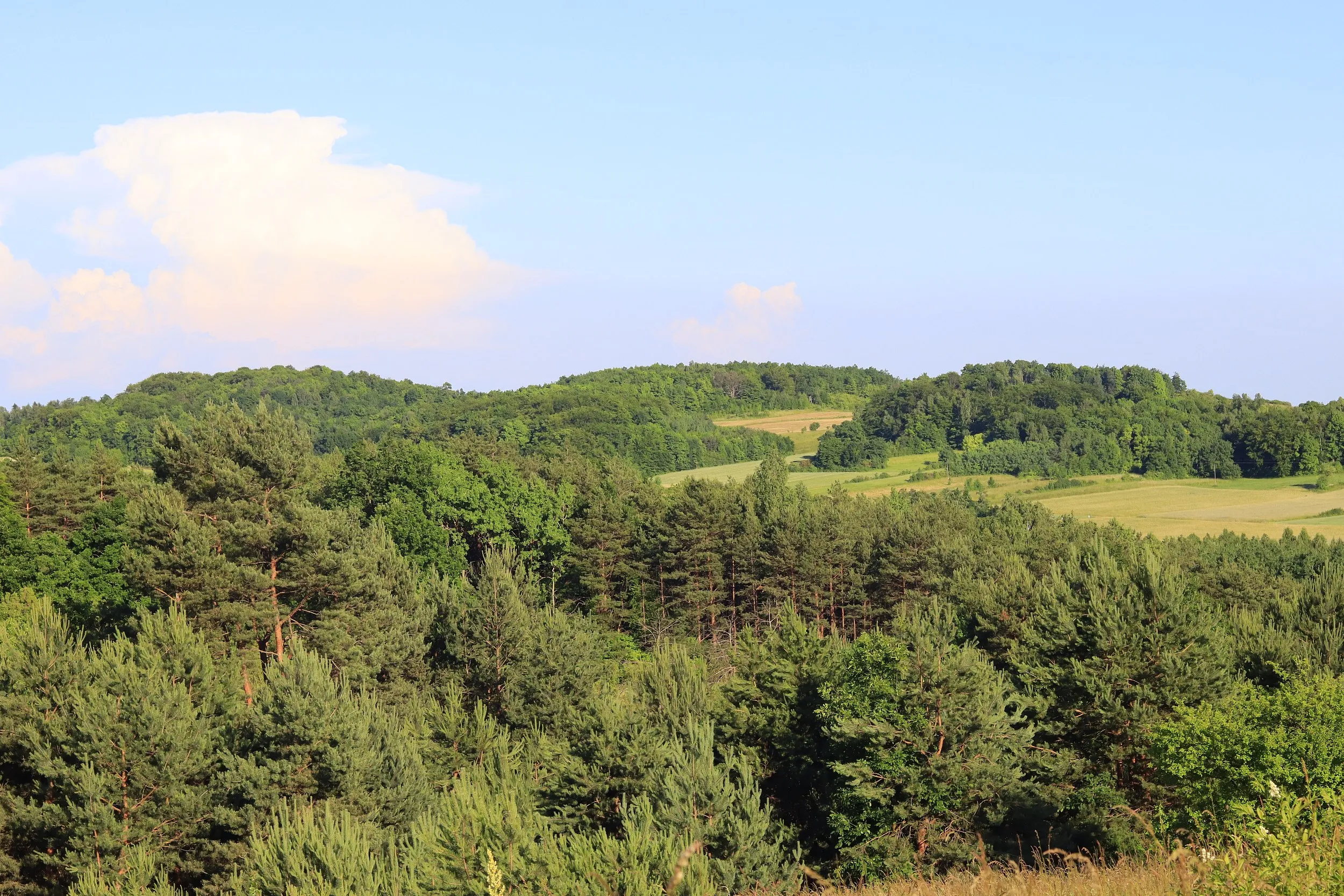 Panorama Przedborskiego Parku Krajobrazowego. Zalesione wzgórza i mozaika pól uprawnych rozciągają się pod jasnym letnim niebem.