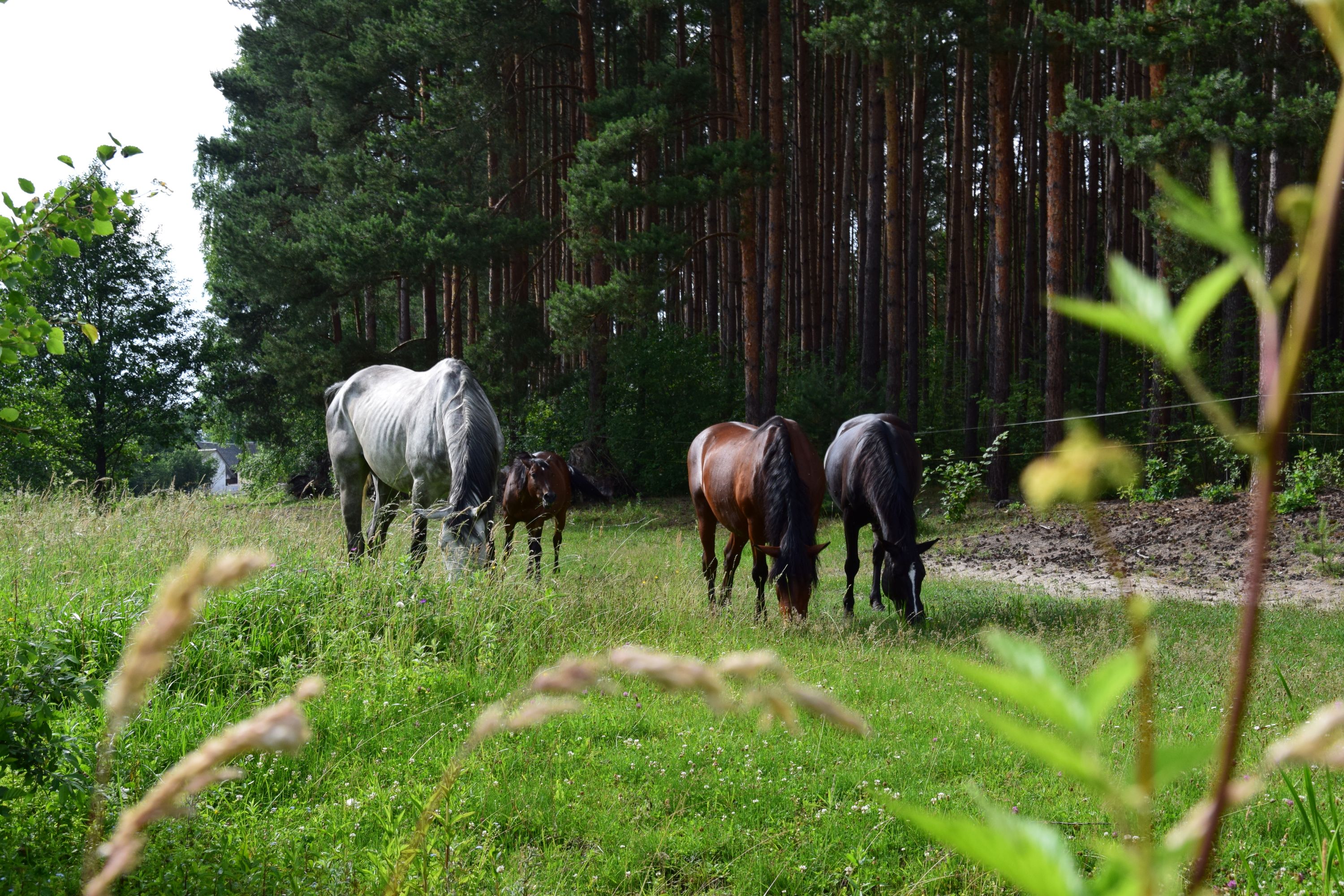 Stajnia Zacisze