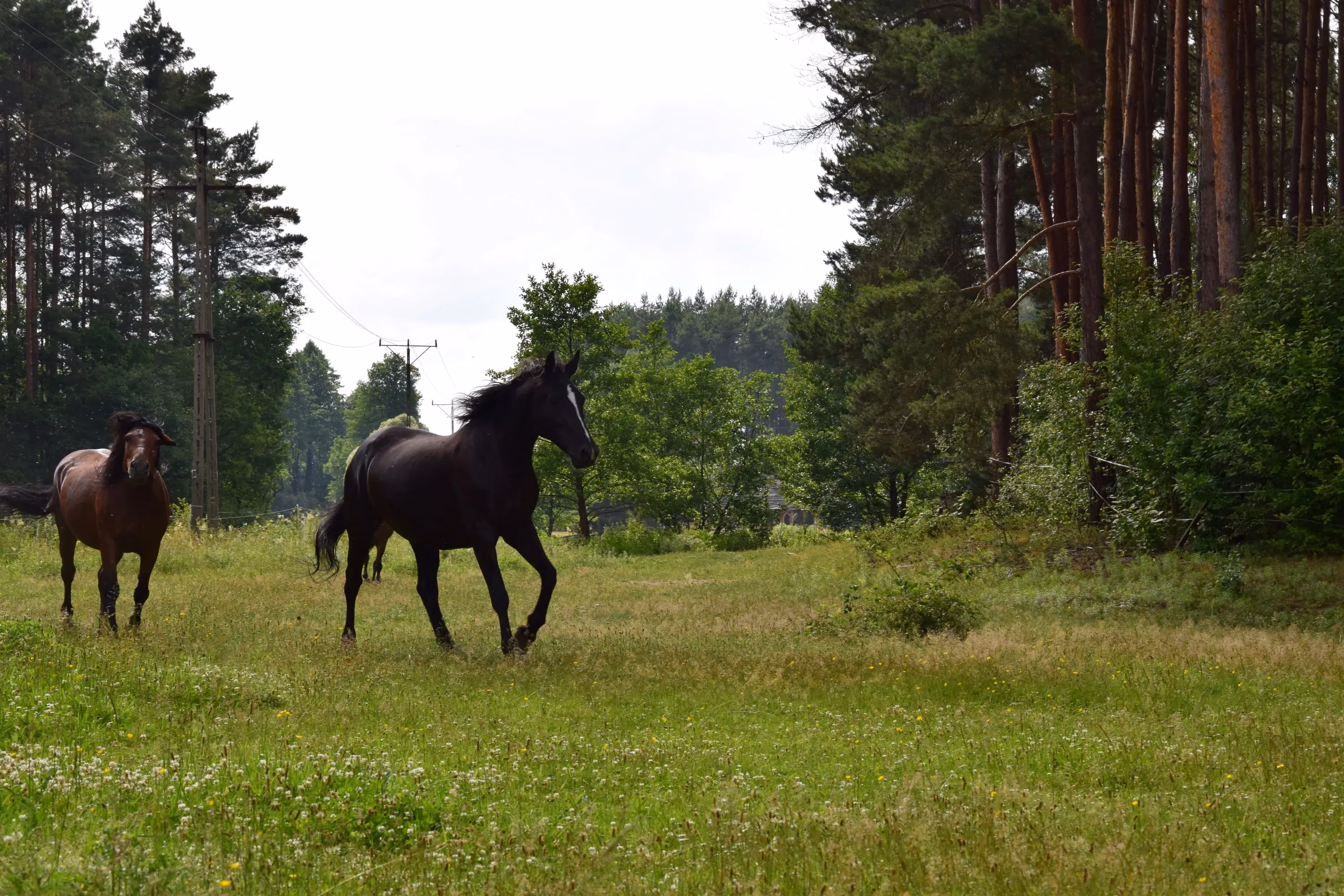 Stado koni na pastwisku otoczonym lasem i naturalną przyrodą.