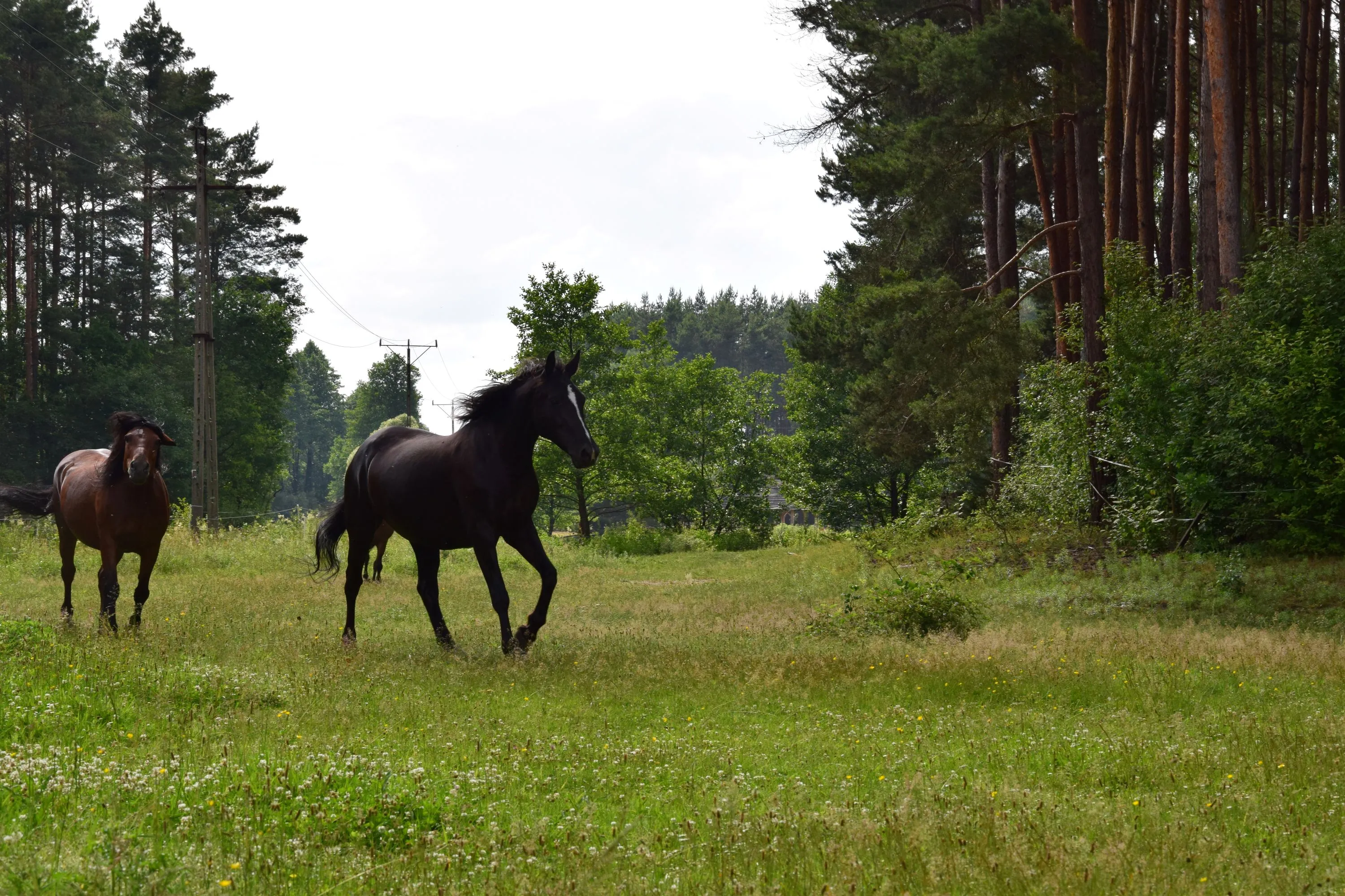 Stado koni na pastwisku otoczonym lasem i naturalną przyrodą.