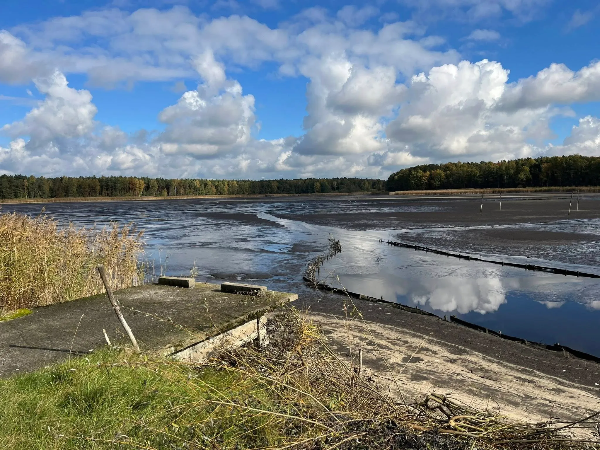 Widok na rozległy, częściowo osuszony staw hodowlany z betonowym pomostem na pierwszym planie i lasem w tle pod błękitnym niebem z obłokami