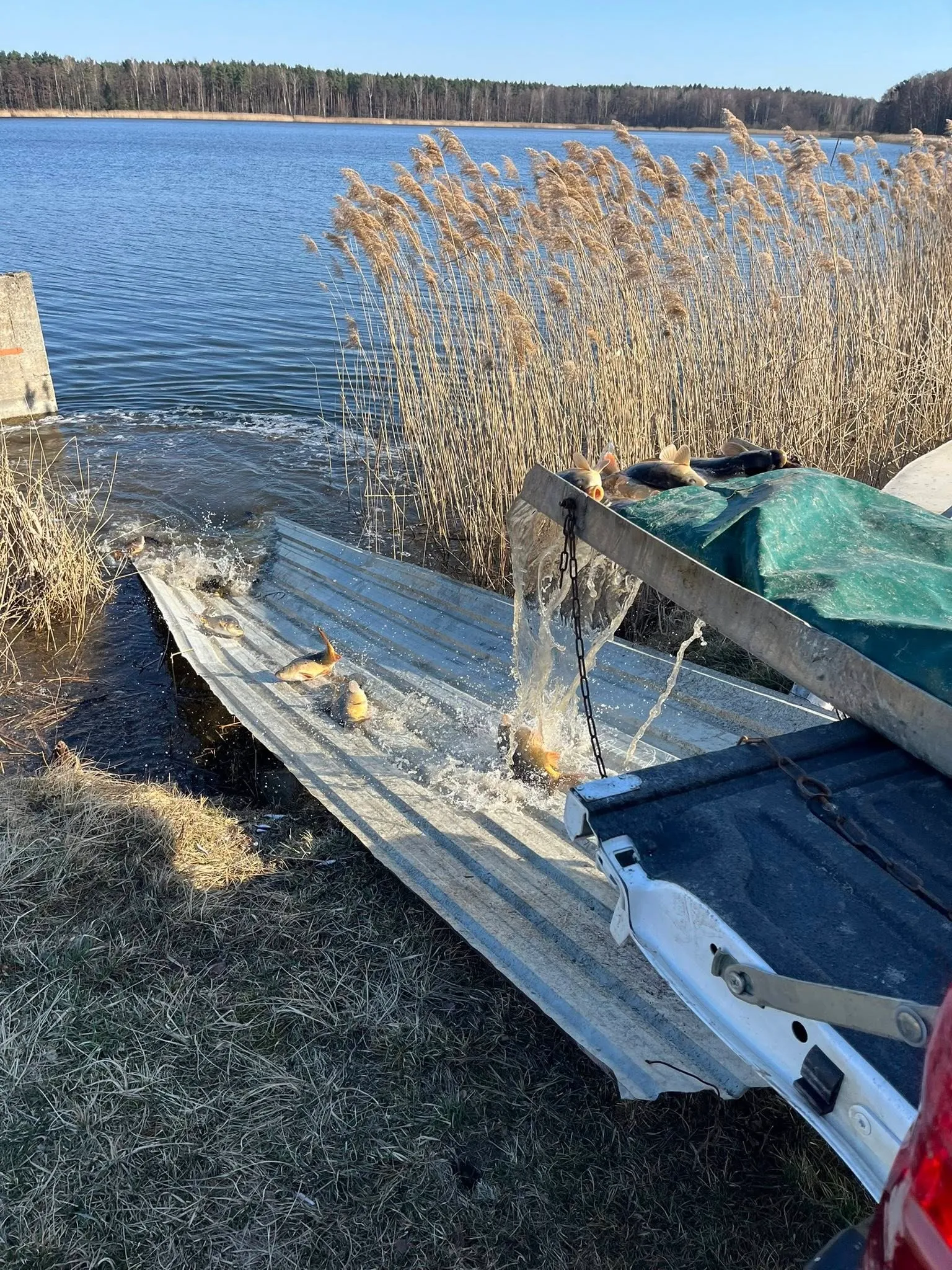 Ryby zsuwają się po metalowej rynnie z samochodu bezpośrednio do stawu