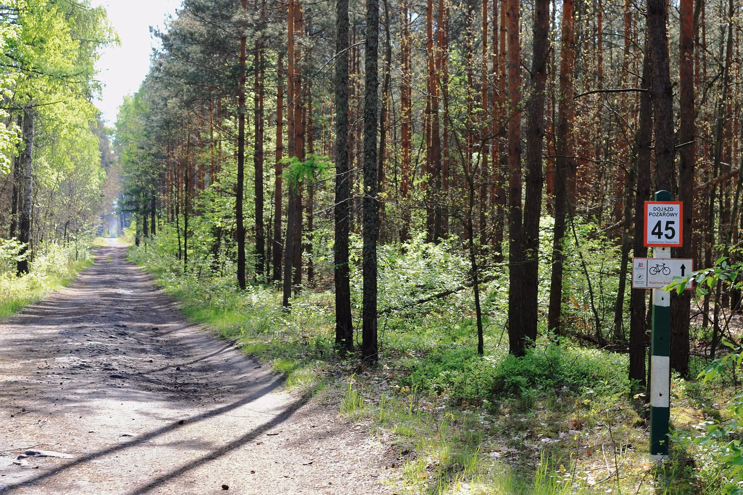 Leśny odcinek Rodzinnej Ścieżki Rowerowej prowadzący przez sosnowy las. Przy drodze znajduje się słupek z oznaczeniem trasy rowerowej.