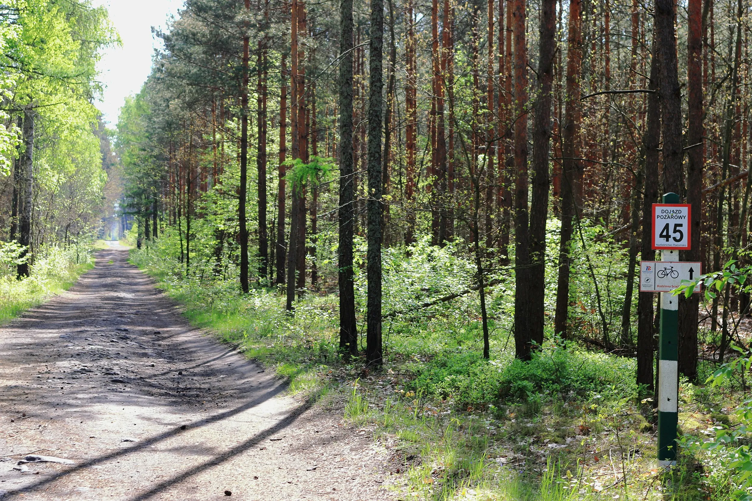 Leśny odcinek Rodzinnej Ścieżki Rowerowej prowadzący przez sosnowy las. Przy drodze znajduje się słupek z oznaczeniem trasy rowerowej.