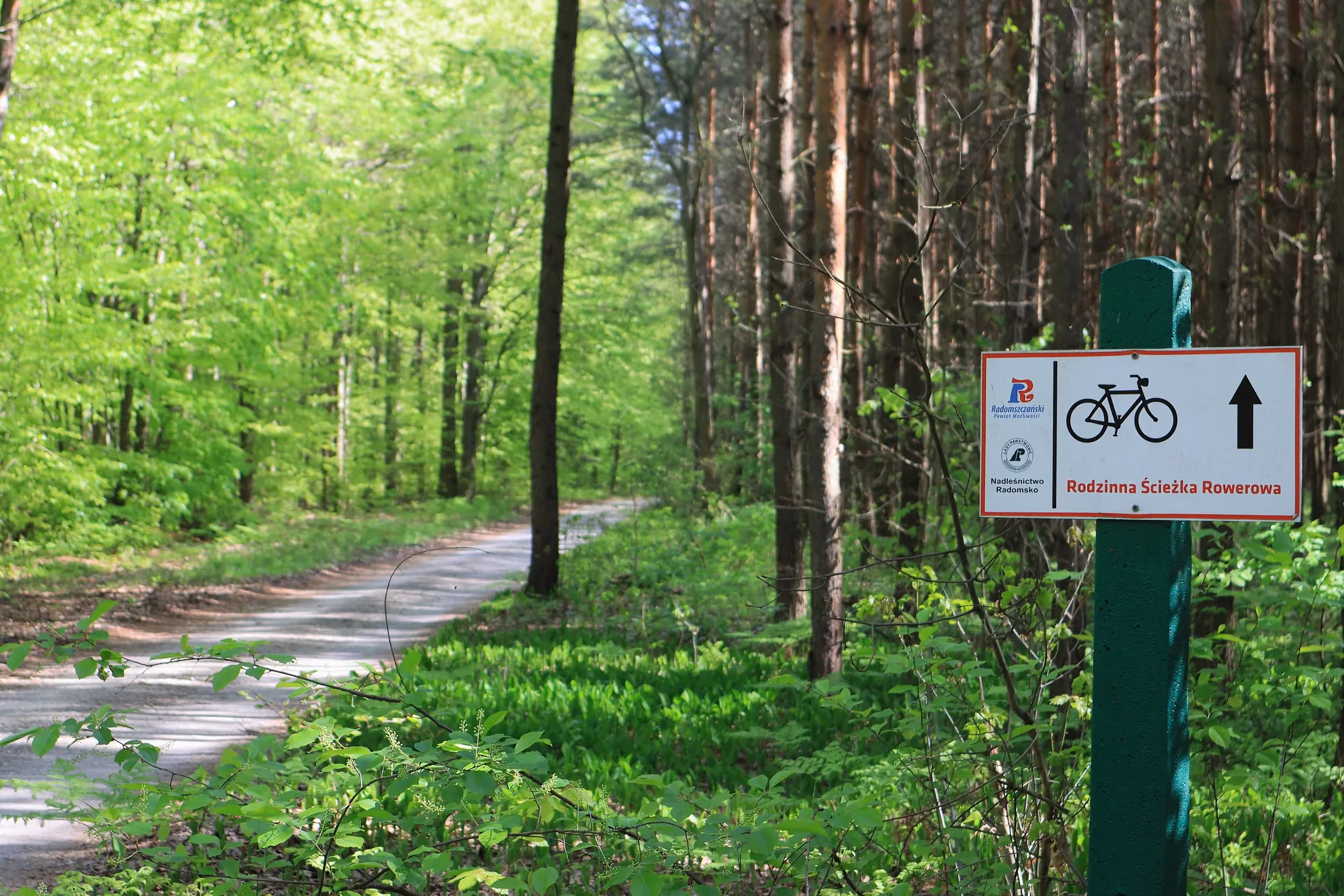 Oznakowanie Rodzinnej Ścieżki Rowerowej przy leśnej drodze. Tablica ze znakiem roweru wskazuje kierunek przebiegu trasy.