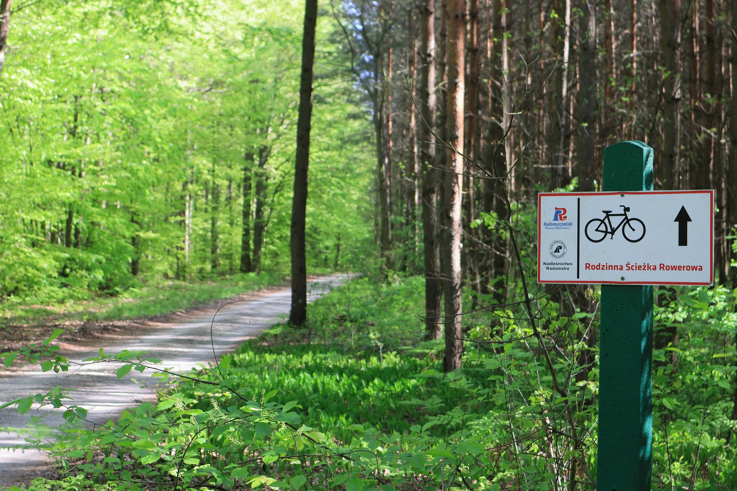 Oznakowanie Rodzinnej Ścieżki Rowerowej przy leśnej drodze. Tablica ze znakiem roweru wskazuje kierunek przebiegu trasy.