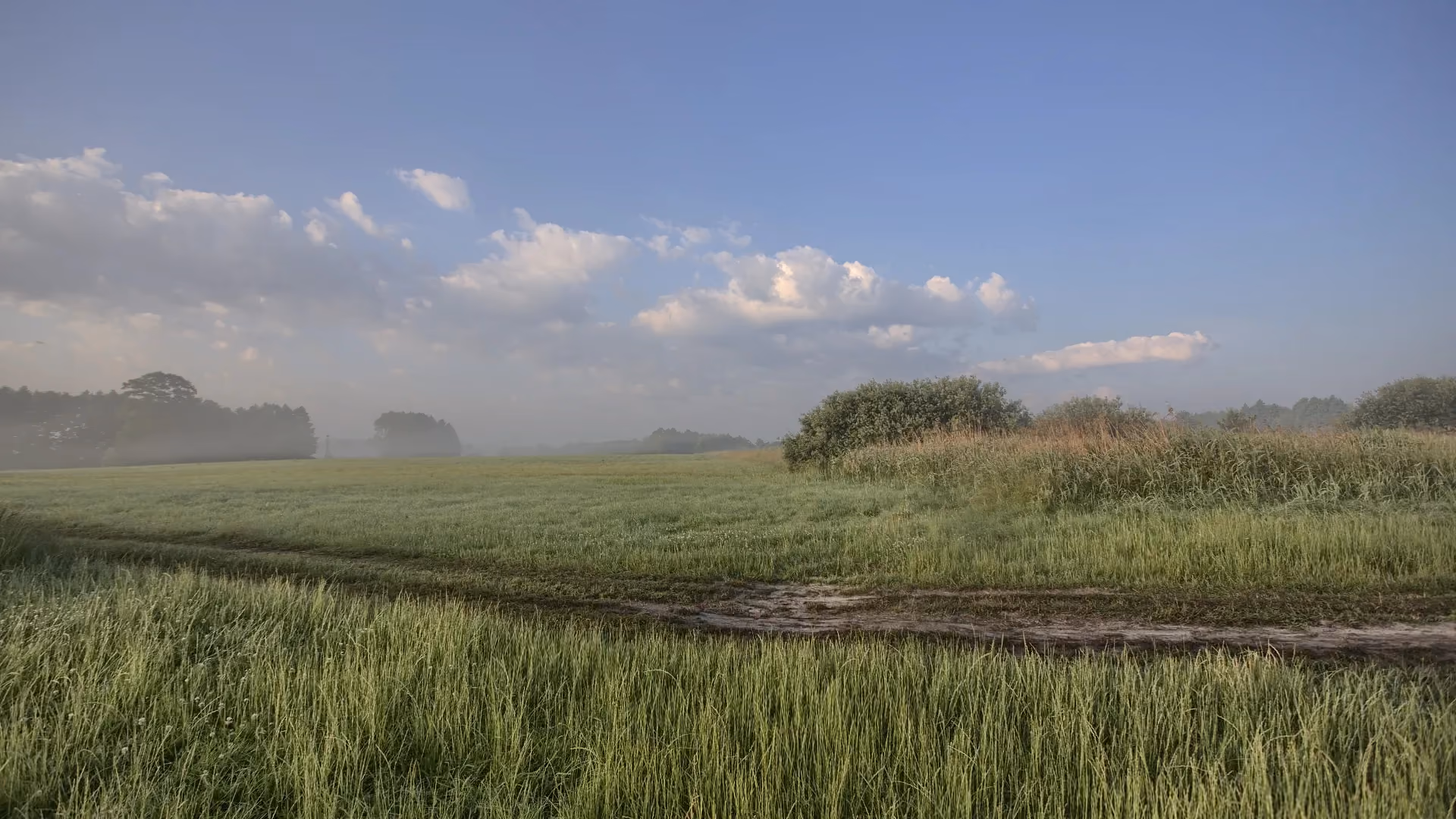Rozległa łąka i mokradła o poranku. Niska mgła unosi się nad terenem, a na niebie widoczne są jasne chmury nad zielonym krajobrazem.
