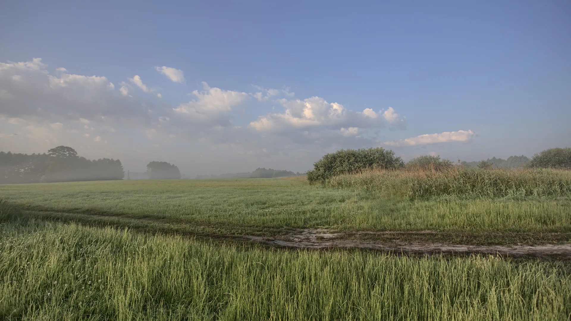 Rozległa łąka i mokradła o poranku. Niska mgła unosi się nad terenem, a na niebie widoczne są jasne chmury nad zielonym krajobrazem.