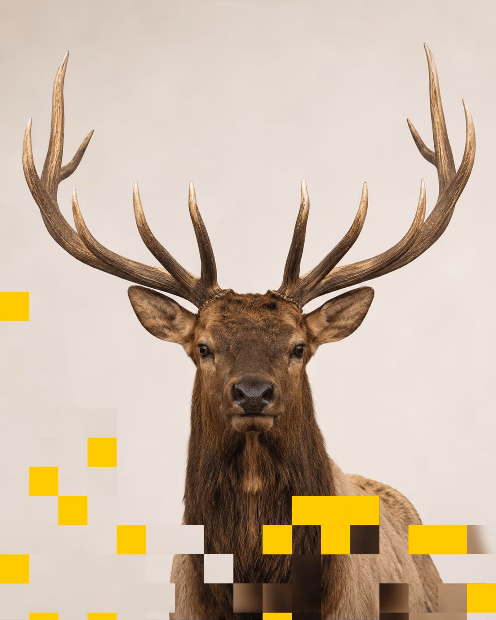 Närbild av älg med stora horn mot en ljus bakgrund och gula pixlade block runtom.