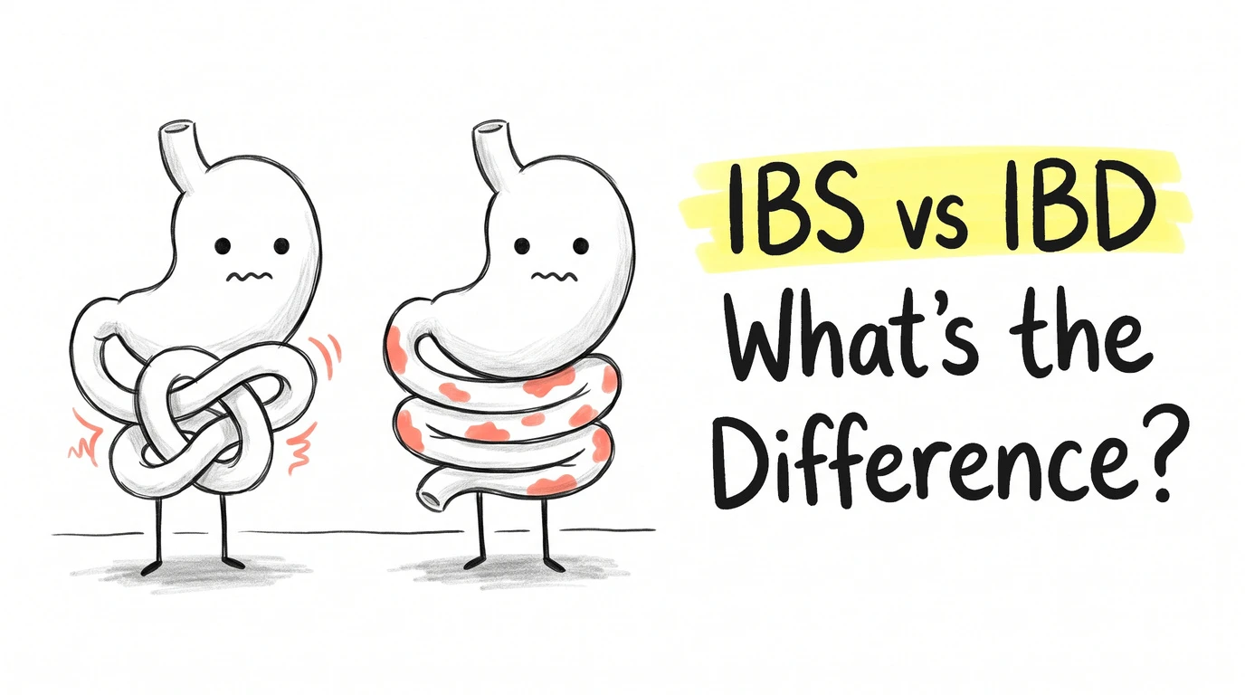 Two cartoon gut characters side by side, one with knotted loops and clean skin, the other with smooth loops and scattered sore patches. Thumbnail for the Know Your Gut article IBS vs IBD: What's the Difference?