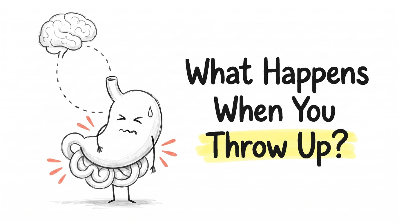 Thumbnail for the Know Your Gut article What Happens When You Throw Up? Drawn in the site's hand-drawn cartoon gut-character style.