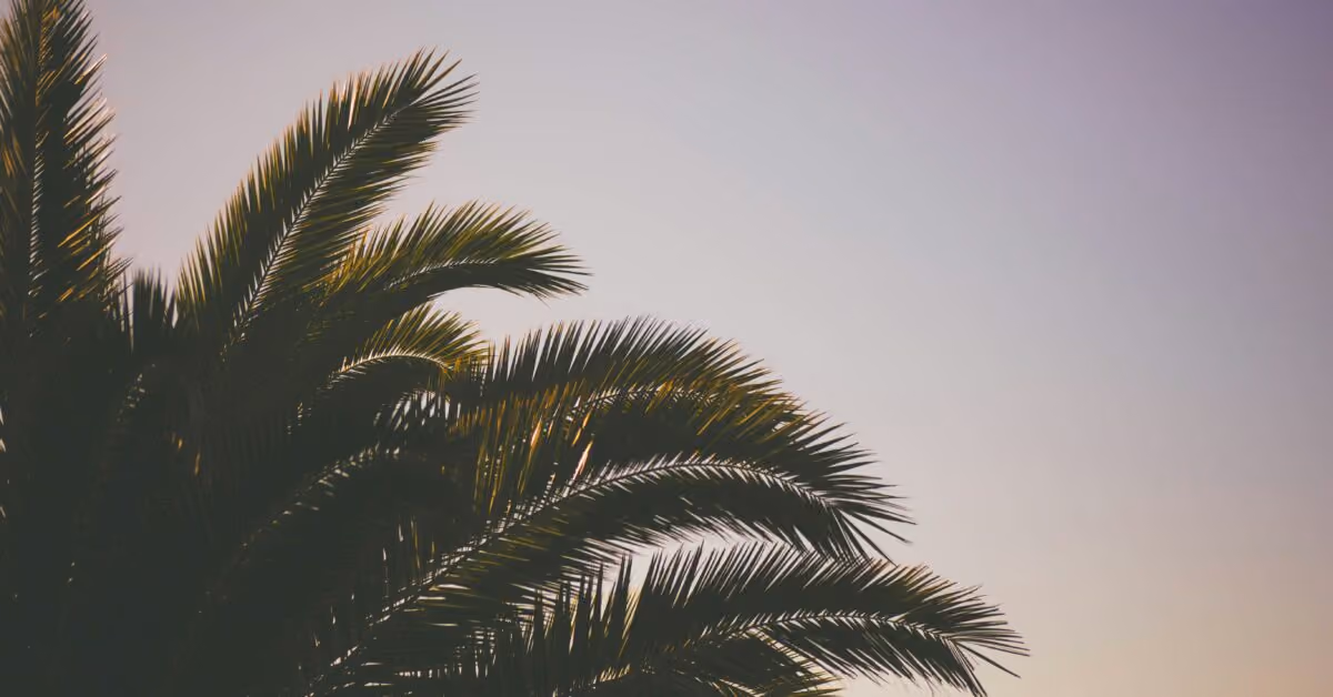 Nature and the Lenten Season: The Palm Tree