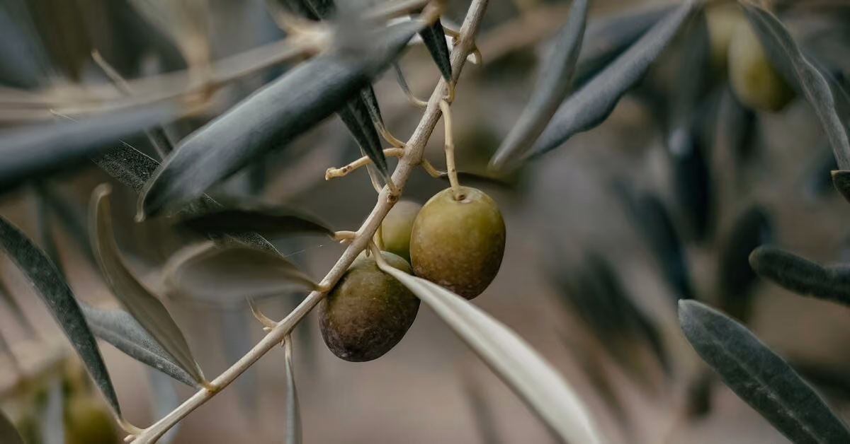 Nature and the Lenten Season: The Olive Tree