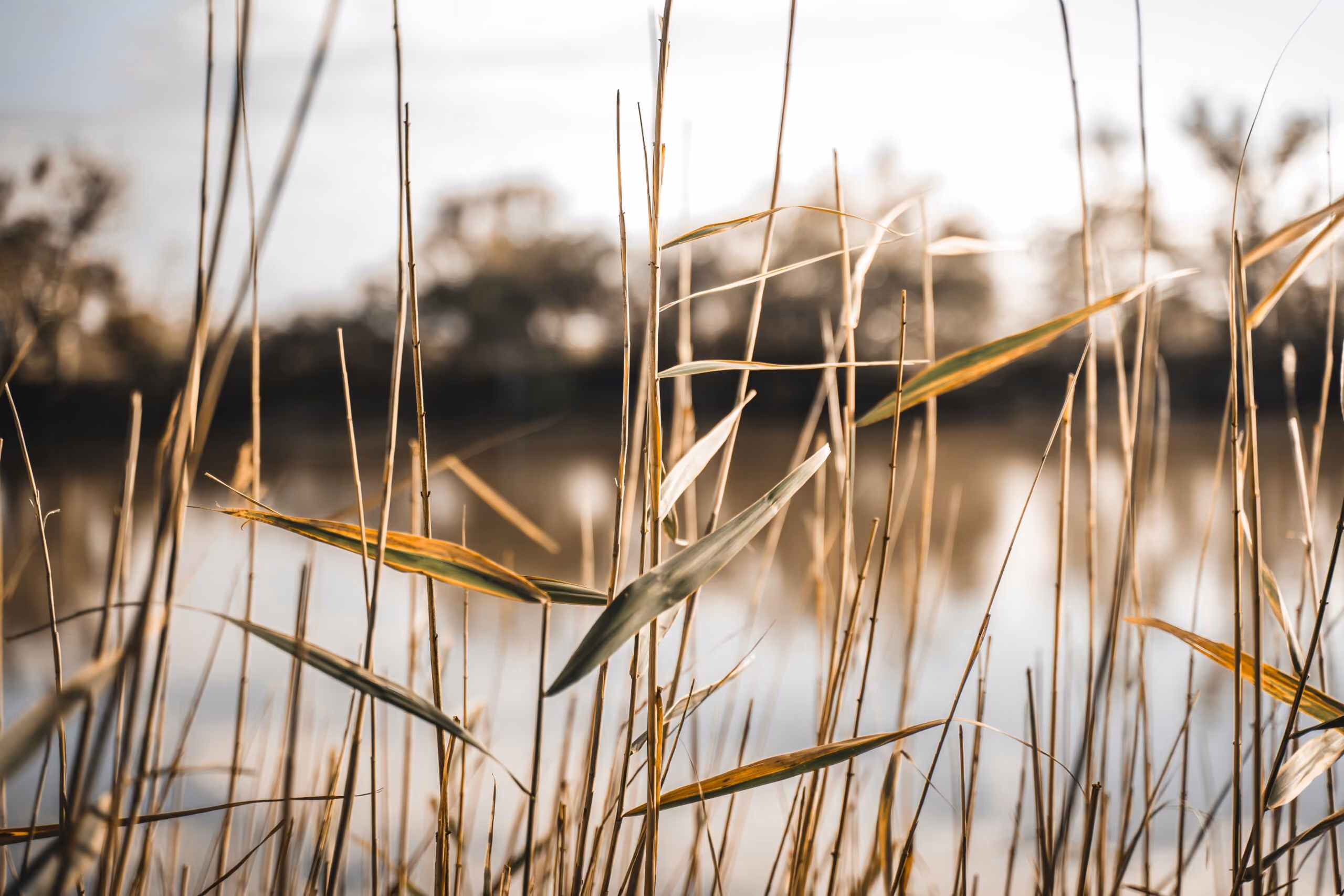 Nature and the Lenten Season: Reeds