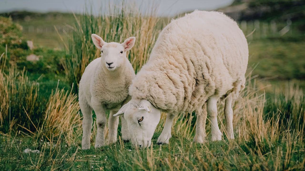 Animals at the Manger: Sheep