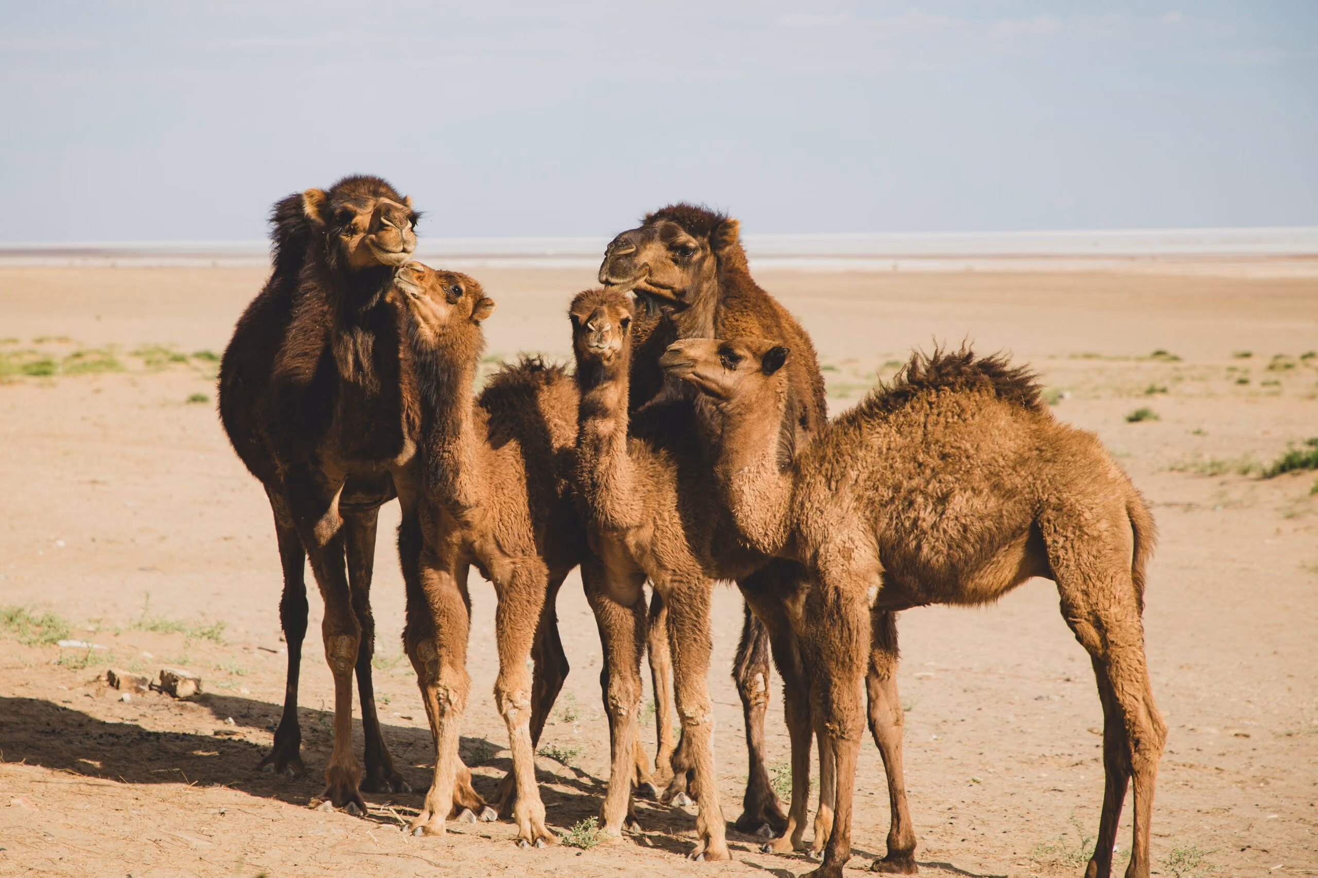 Animals at the Manger: Camel