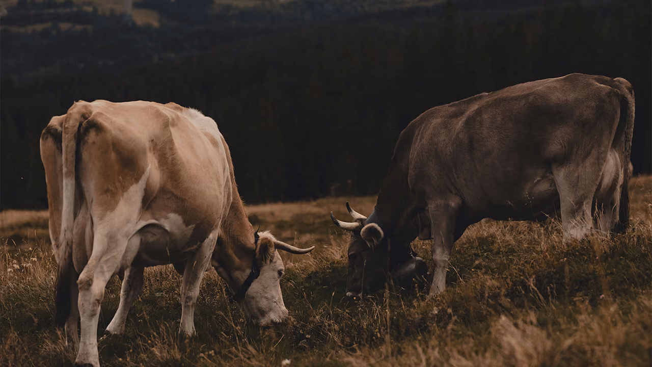 Animals at the Manger: Oxen