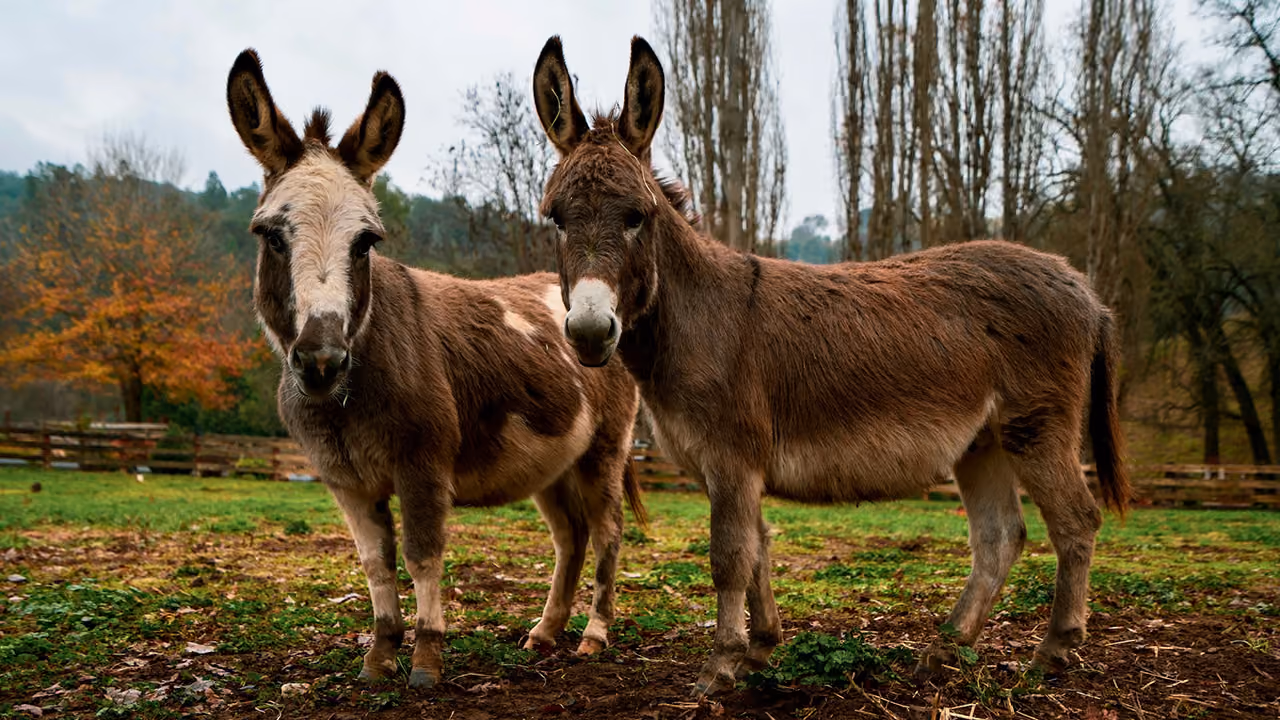 Animals at the Manger: Donkey